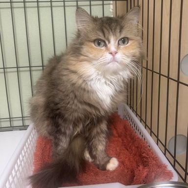 雑種（ミックス猫）・メスの里親募集の写真