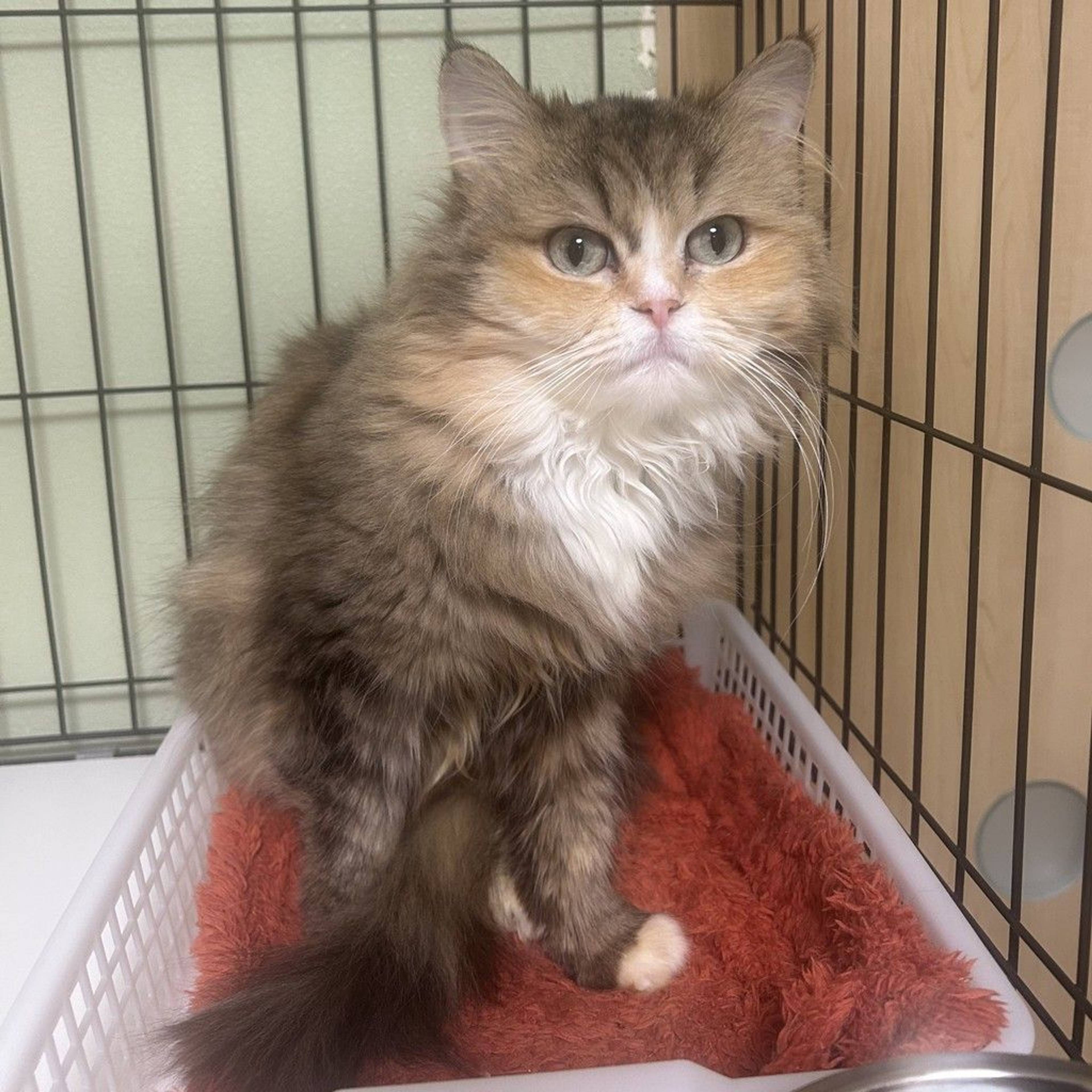 雑種（ミックス猫）・メスの里親募集の写真