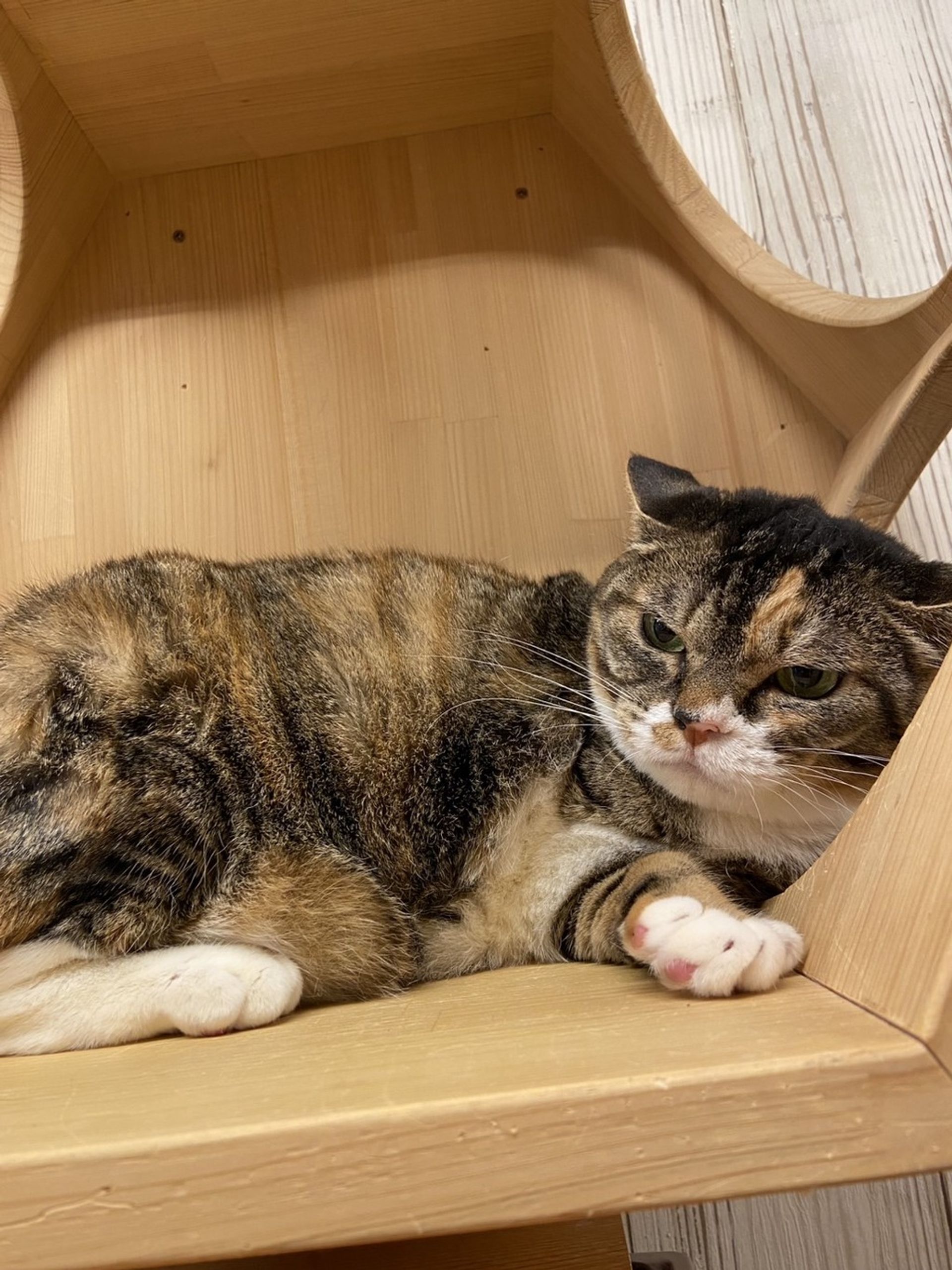 雑種（ミックス猫）・メスの里親募集の写真