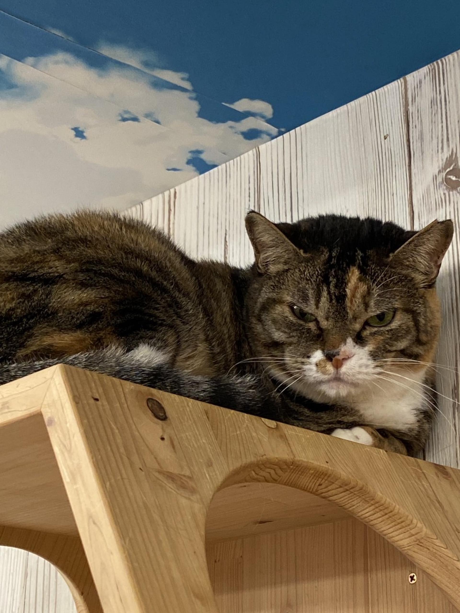 pet-image-4