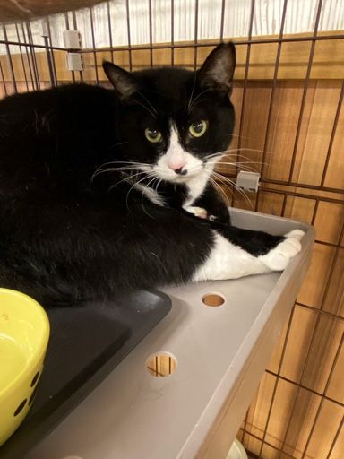 雑種（ミックス猫）・メスの里親募集の写真