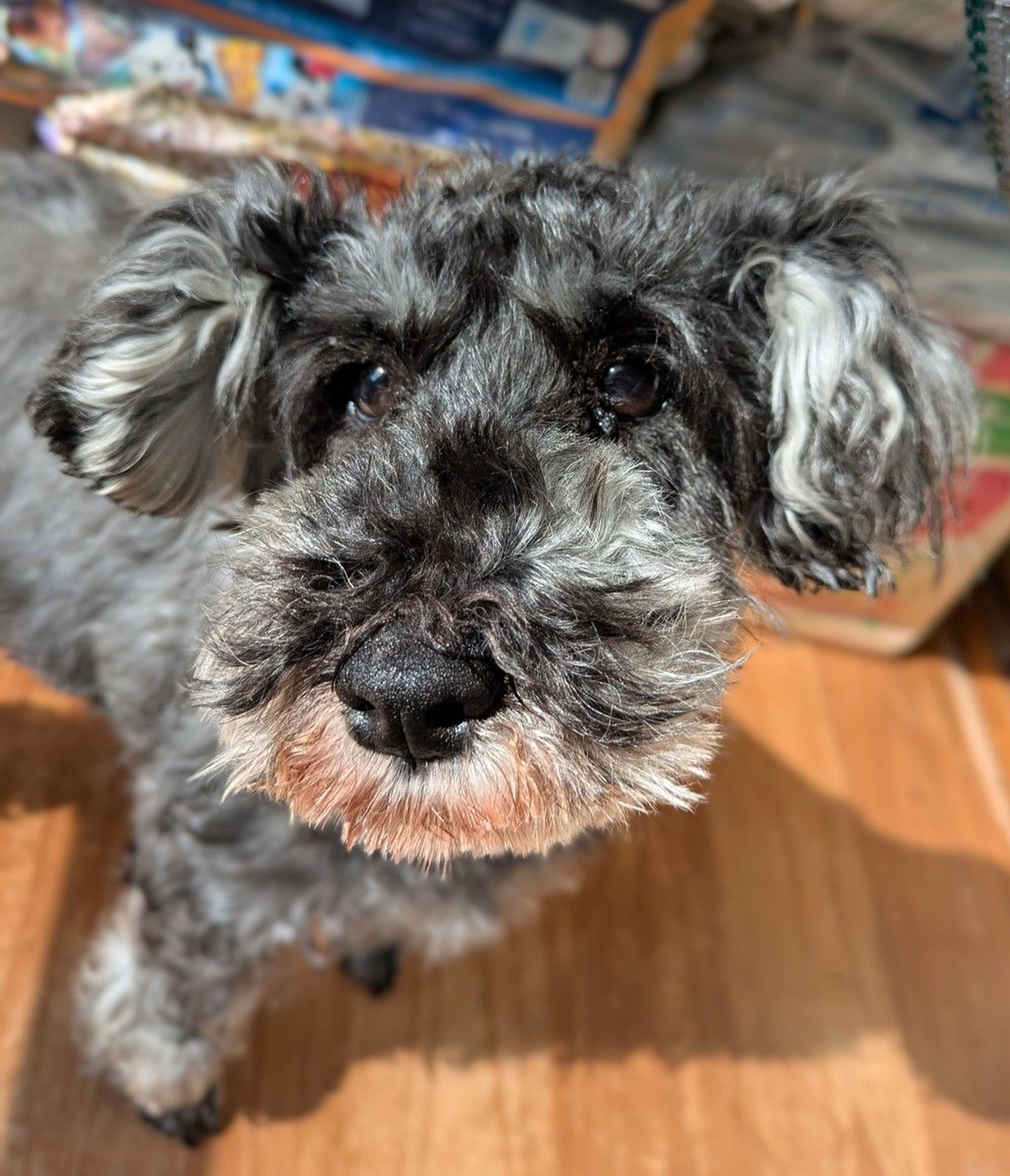 ミニチュア・シュナウザー・メスの里親募集の写真