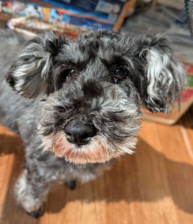 ミニチュア・シュナウザー・メスの里親募集の写真