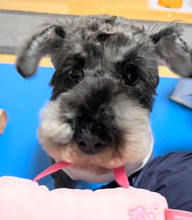 ミニチュア・シュナウザー・メスの里親募集の写真