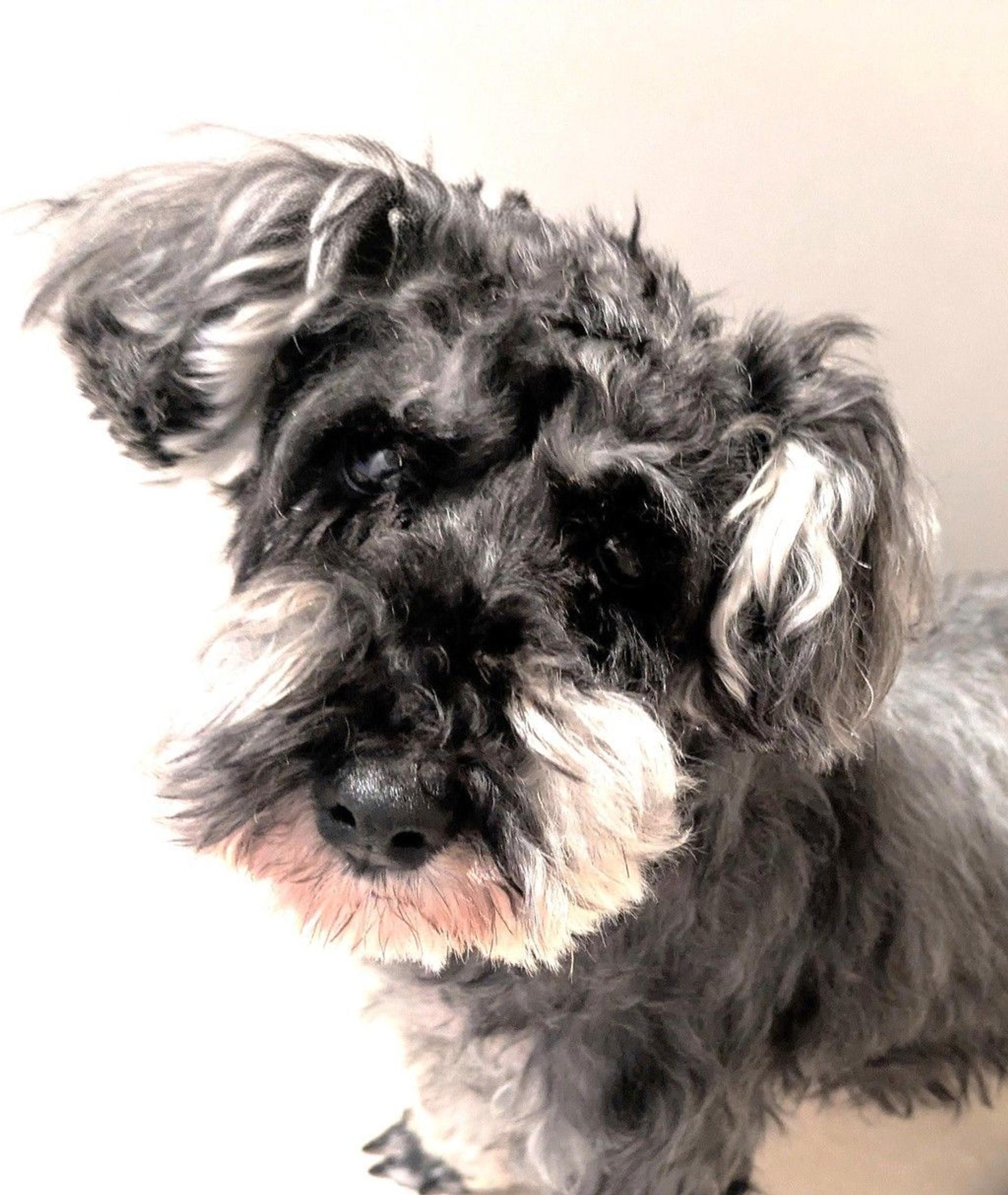 pet-image-4