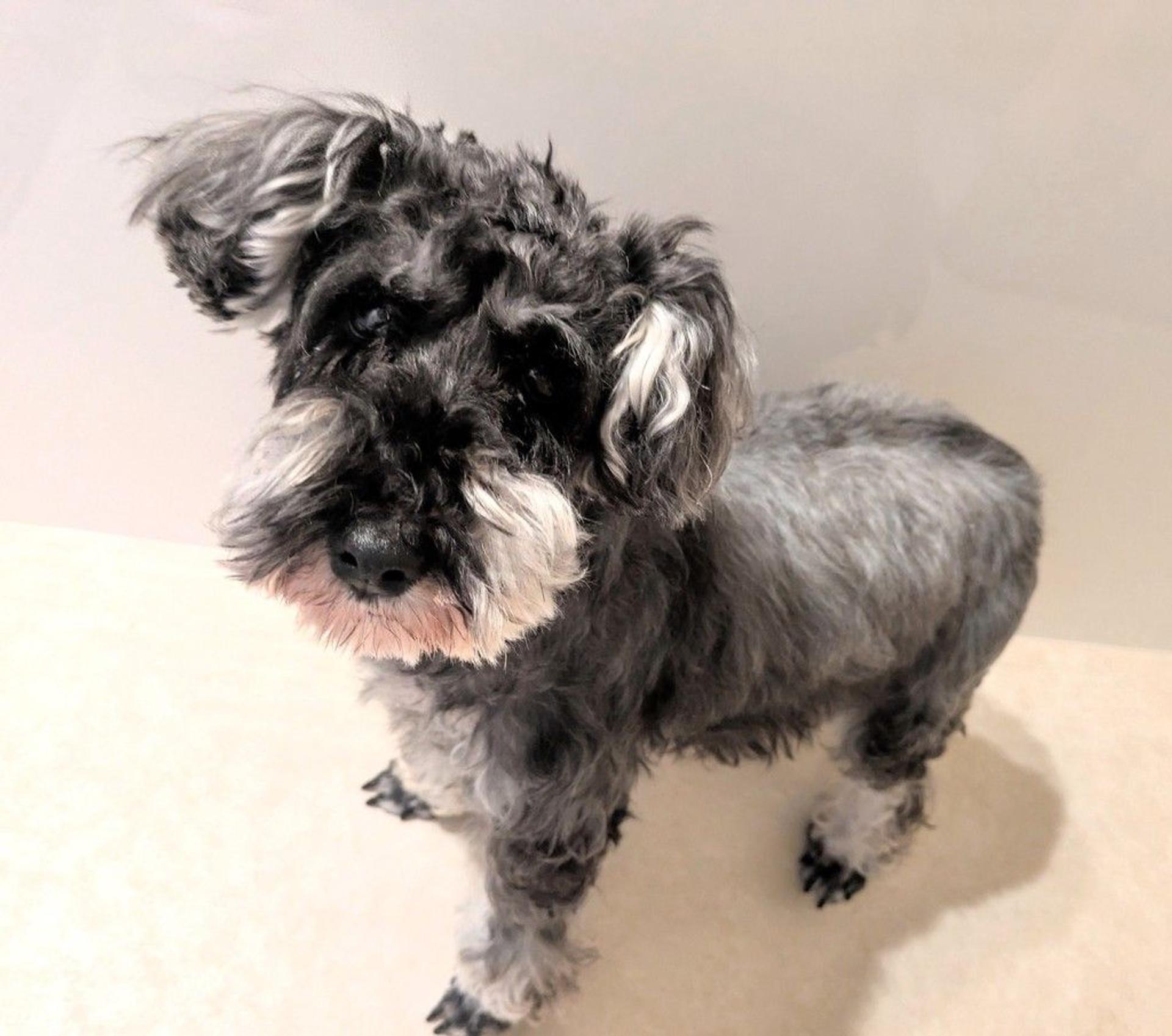 pet-image-5