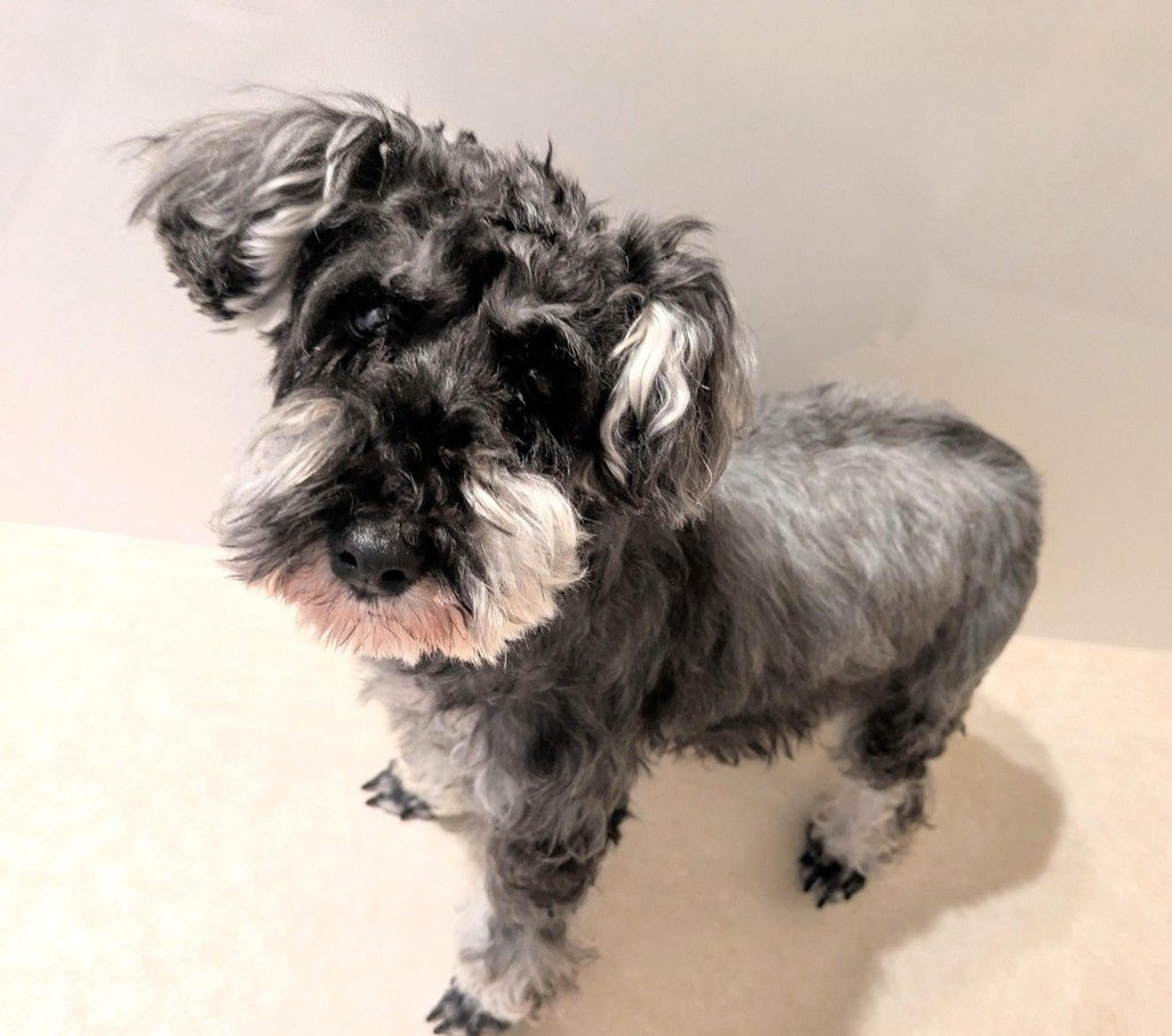 pet-image-5