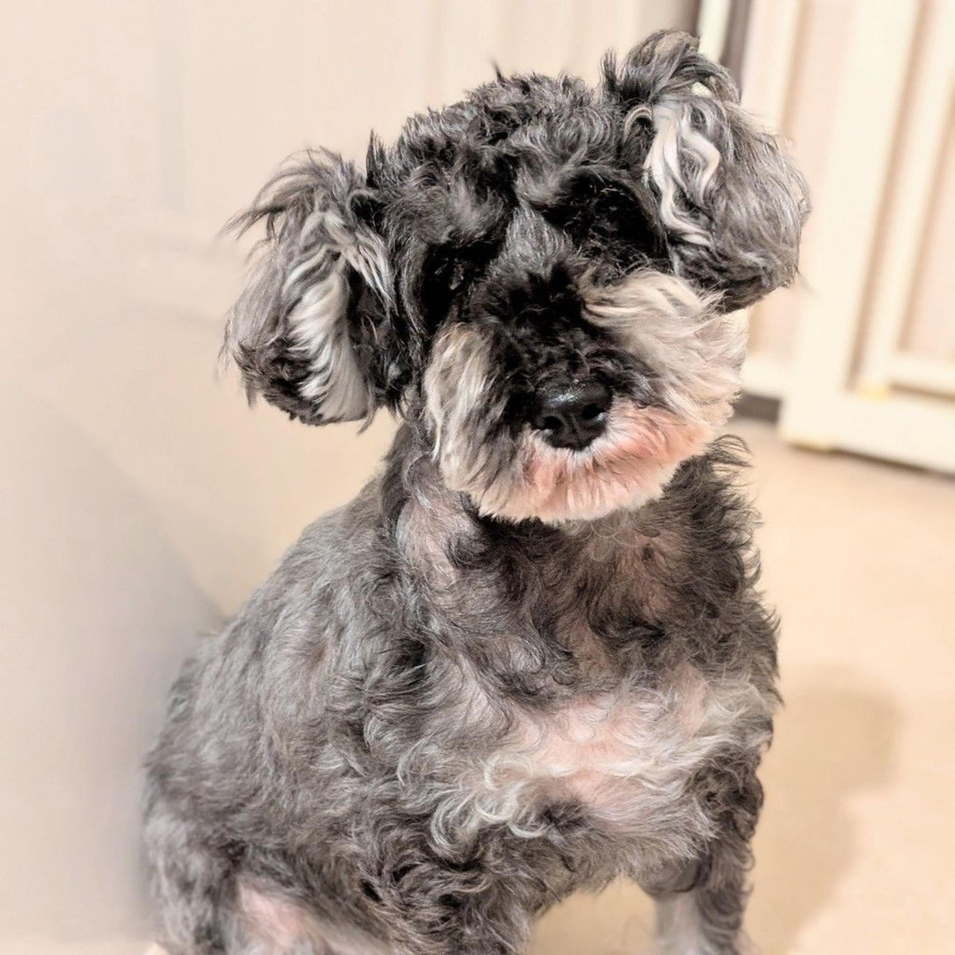 pet-image-6