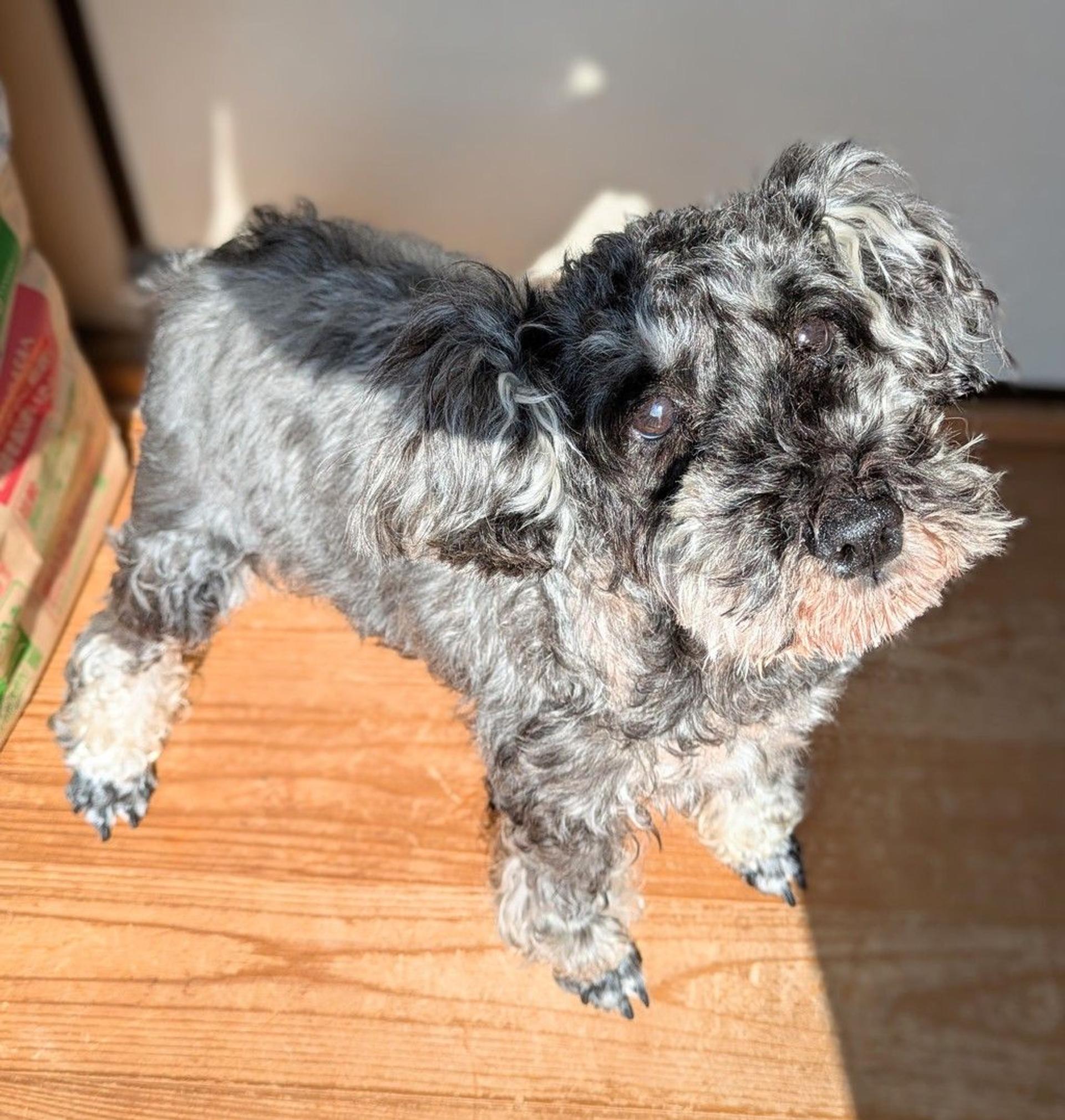 pet-image-7