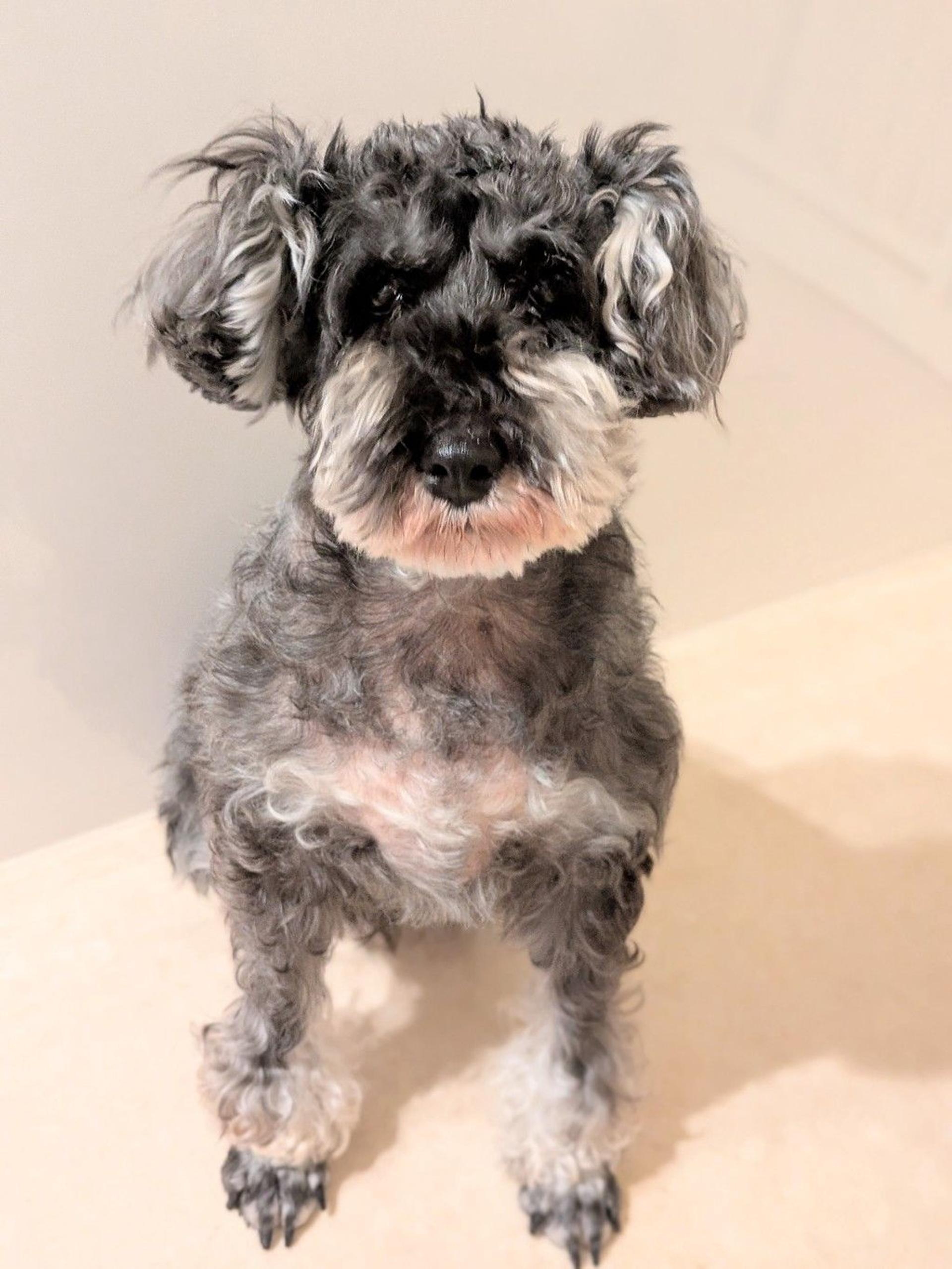 pet-image-9