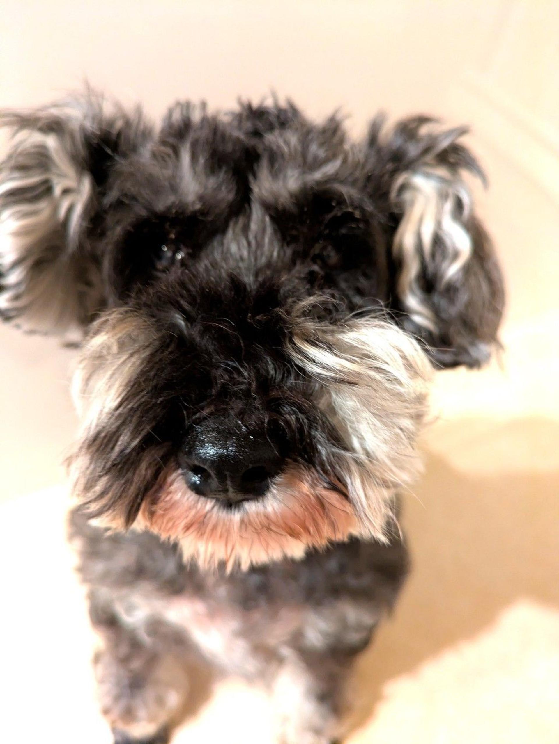 pet-image-10