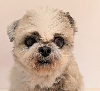 シーズー・メスの里親募集の写真