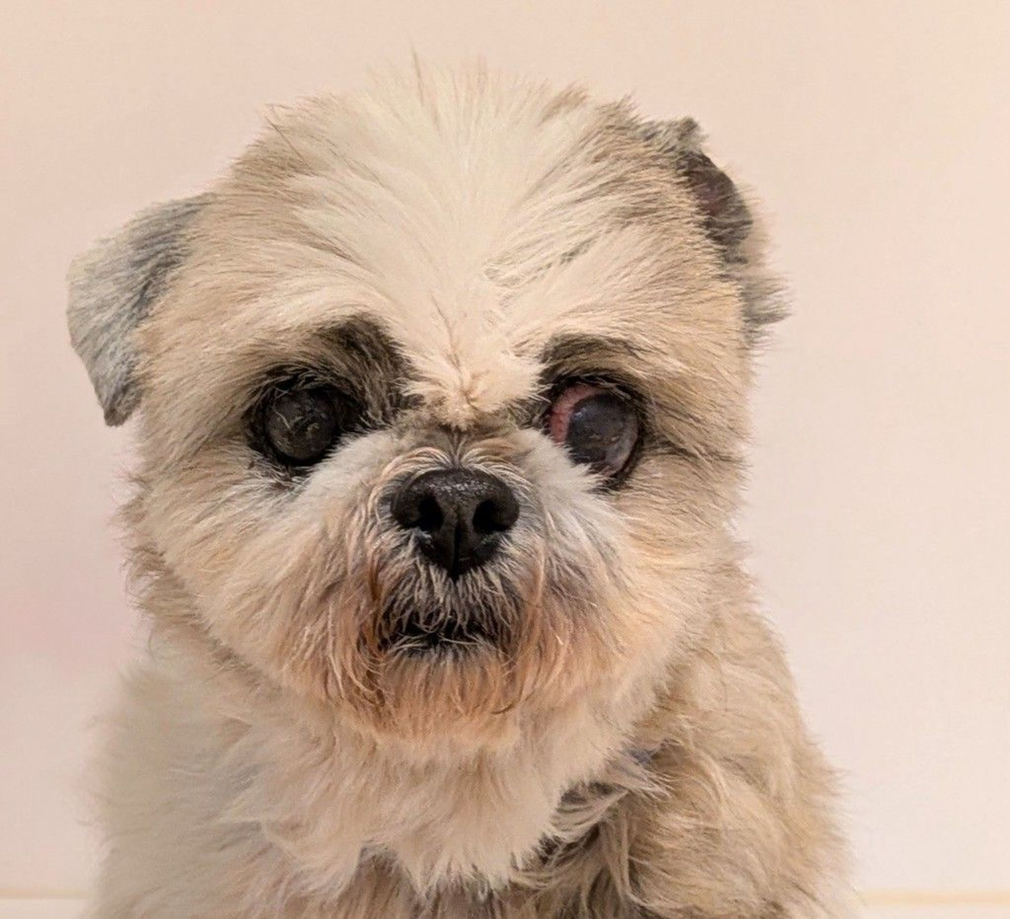 シーズー・メスの里親募集の写真