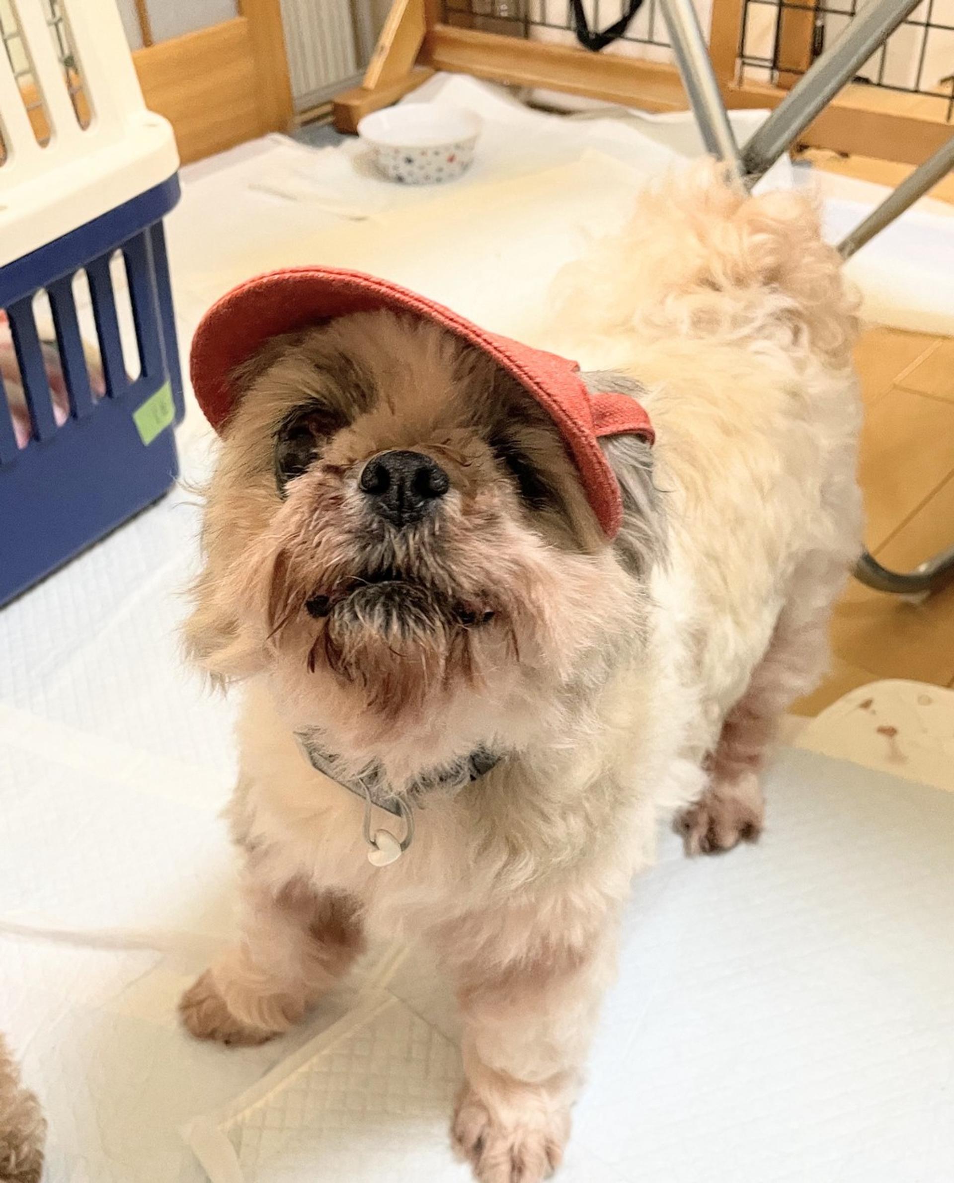 pet-image-9