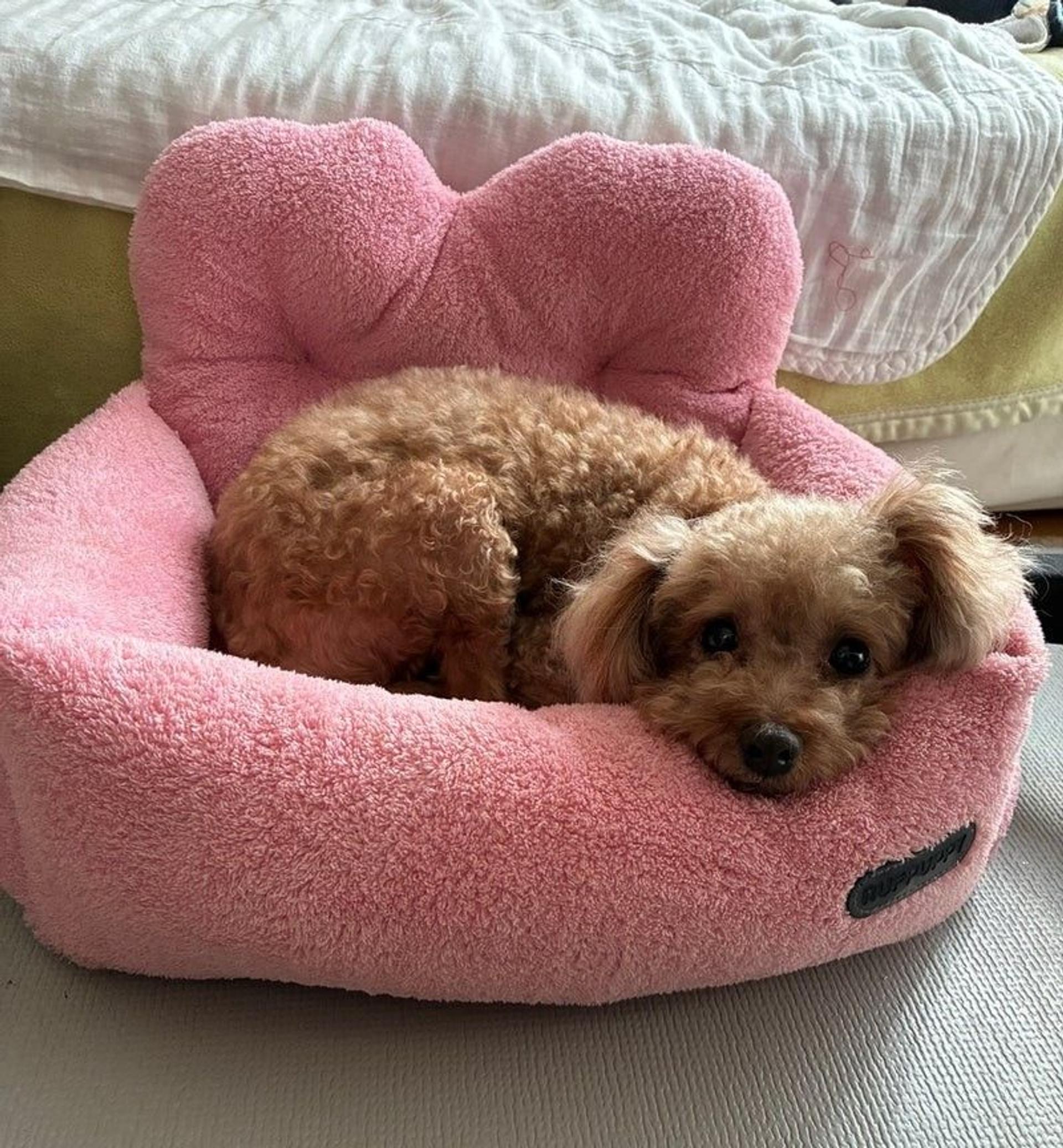 pet-image-2