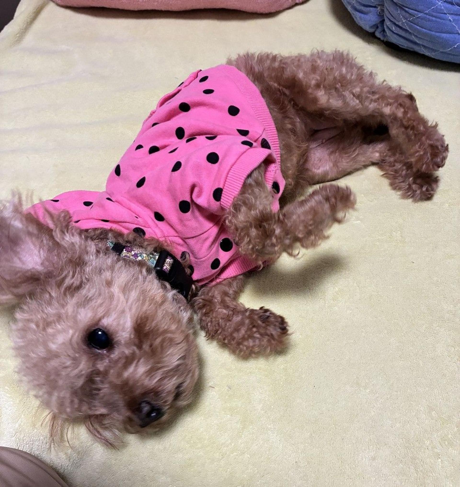 pet-image-5