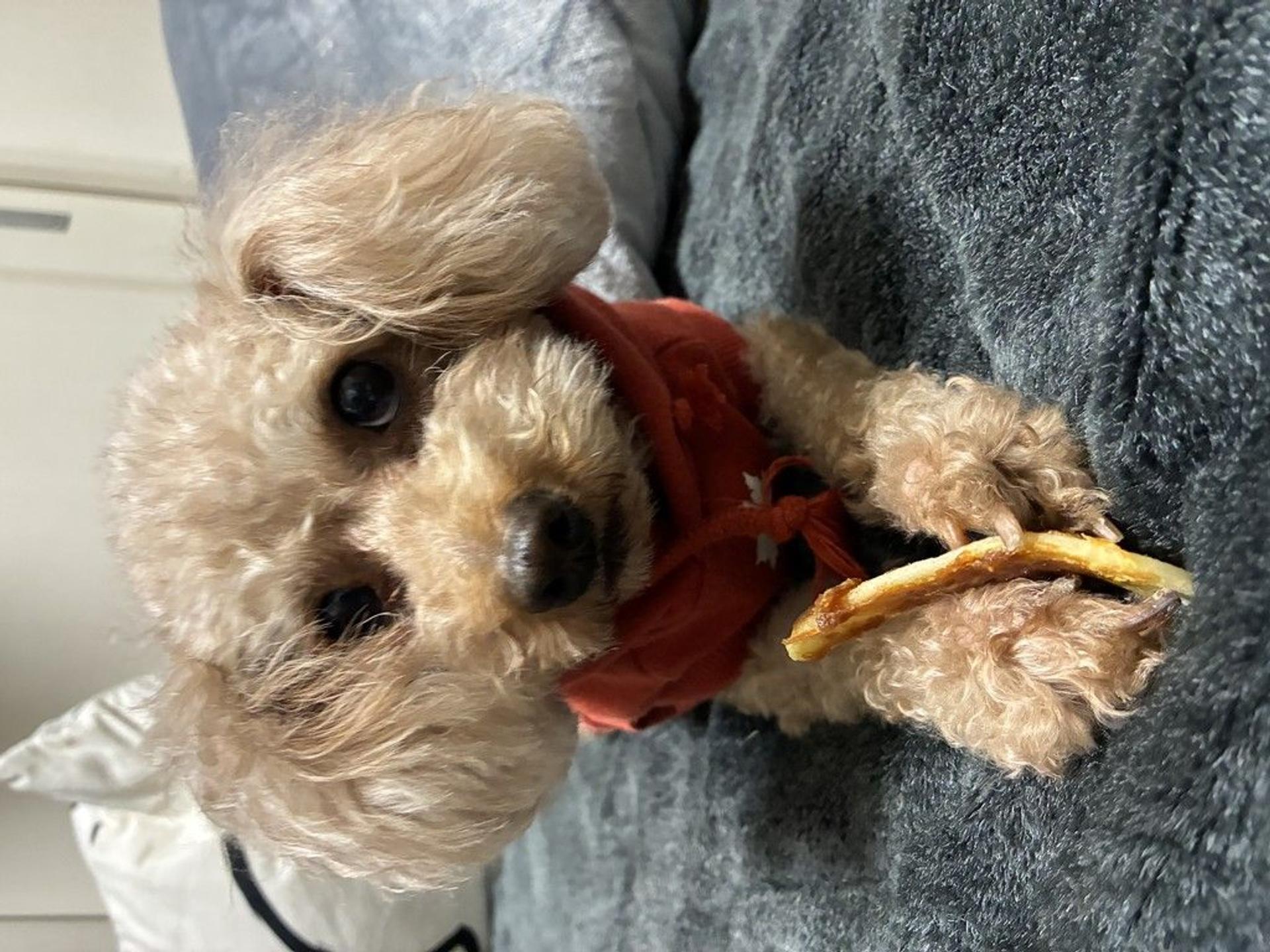 pet-image-6