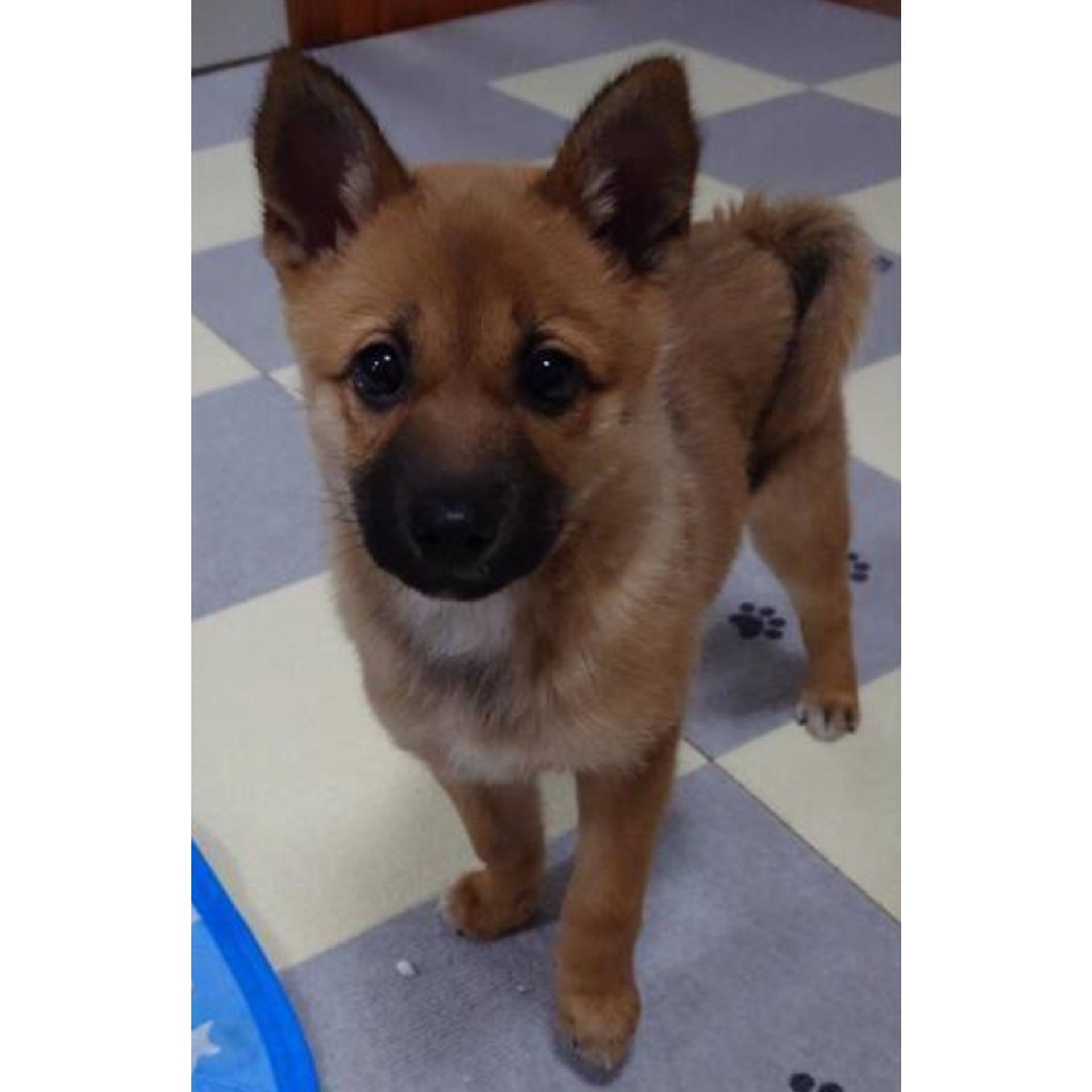 雑種（ミックス犬）・メスの里親募集の写真