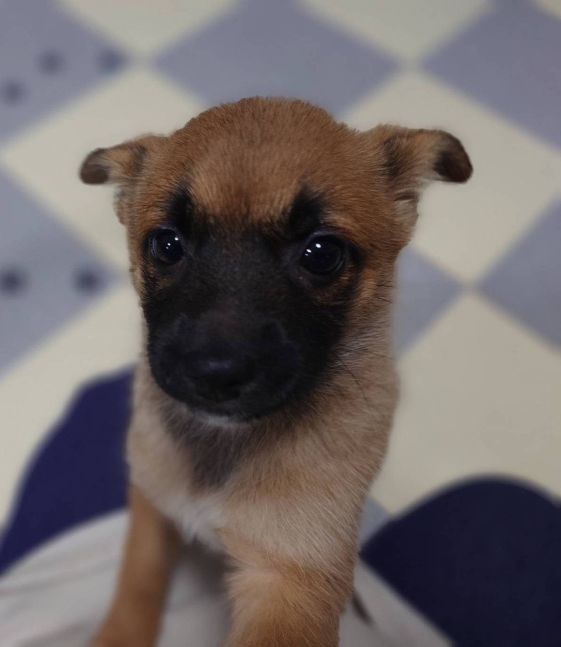 雑種（ミックス犬）・メスの里親募集の写真