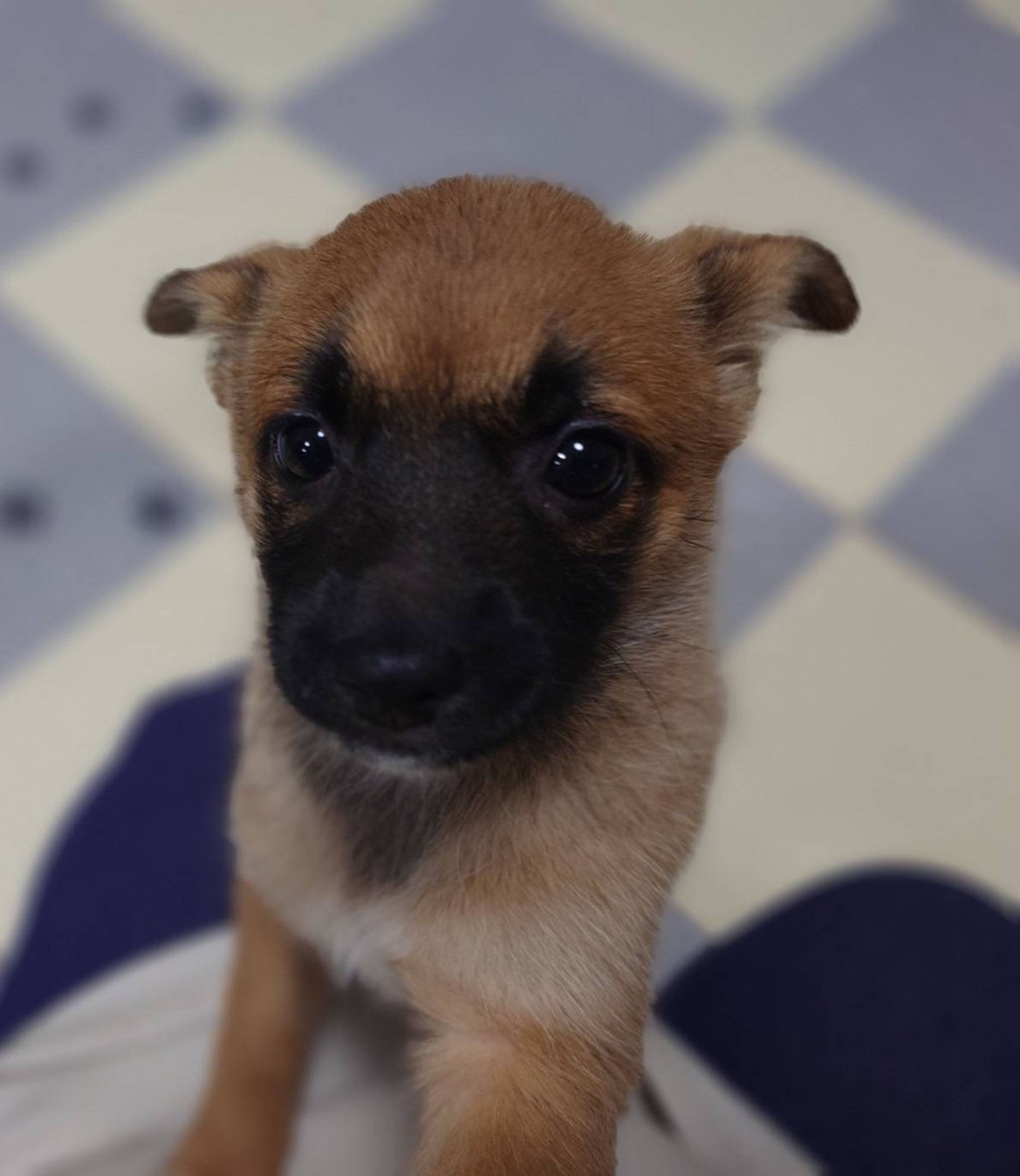 雑種（ミックス犬）・メスの里親募集の写真
