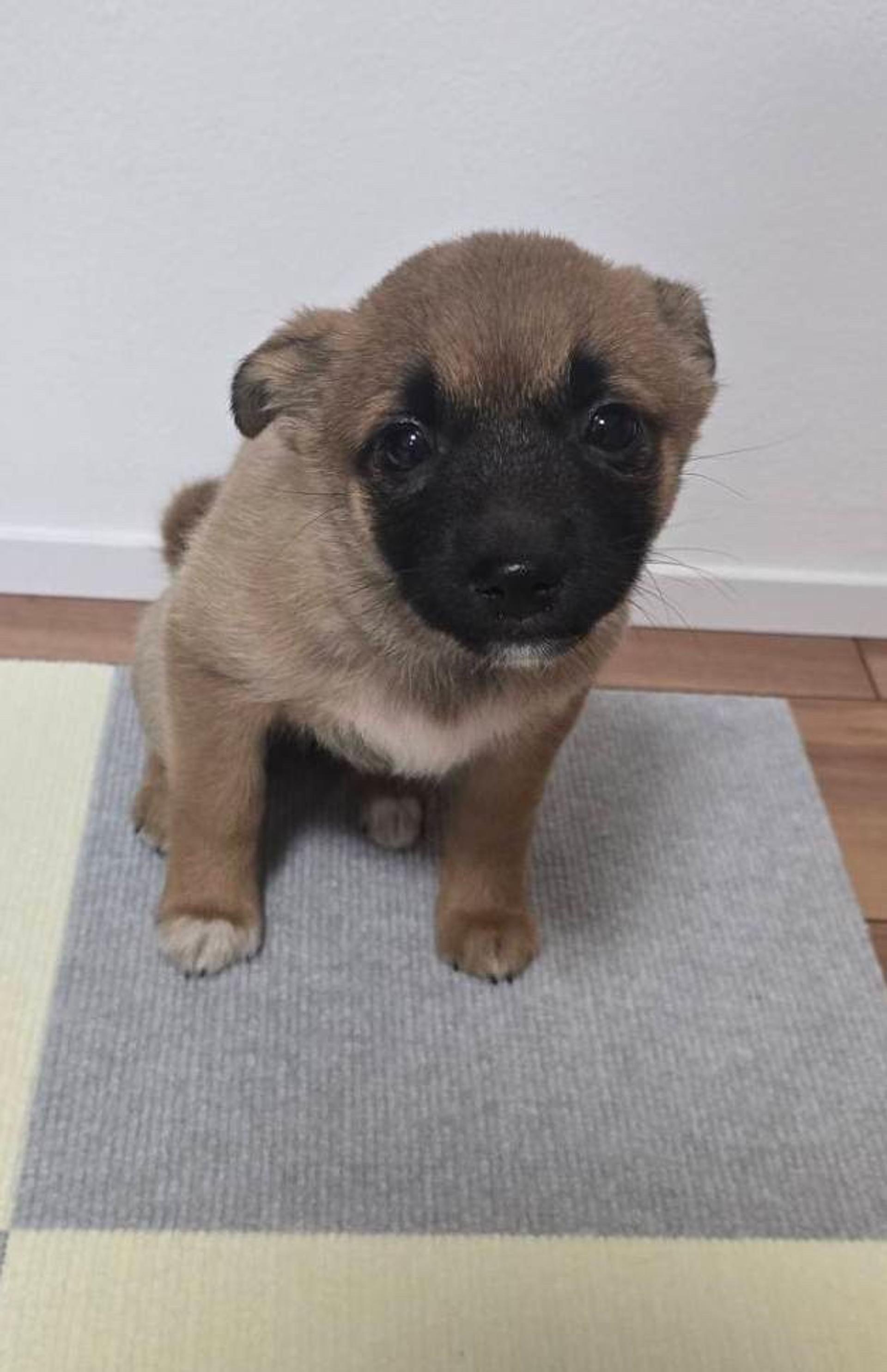 pet-image-2