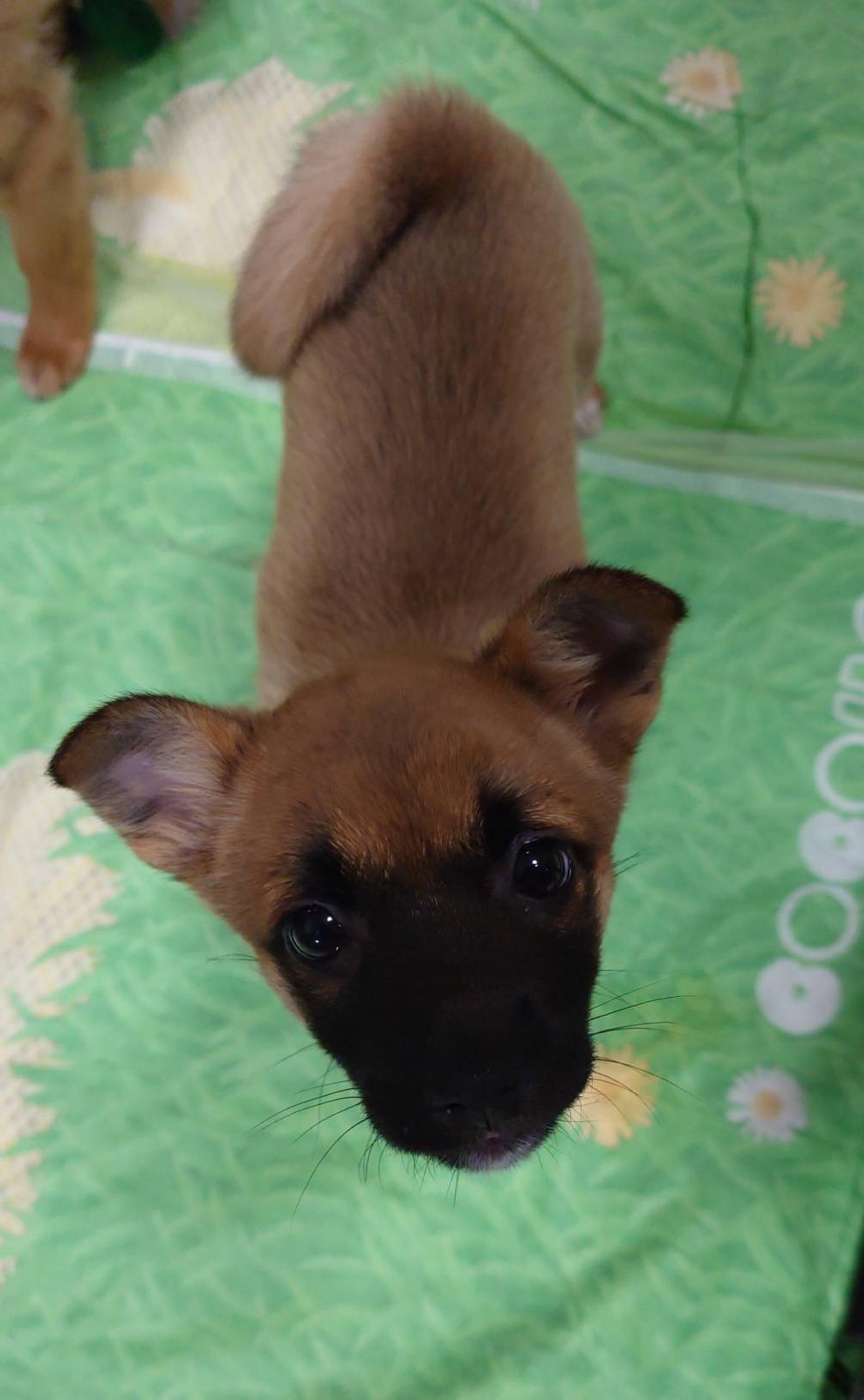 pet-image-3