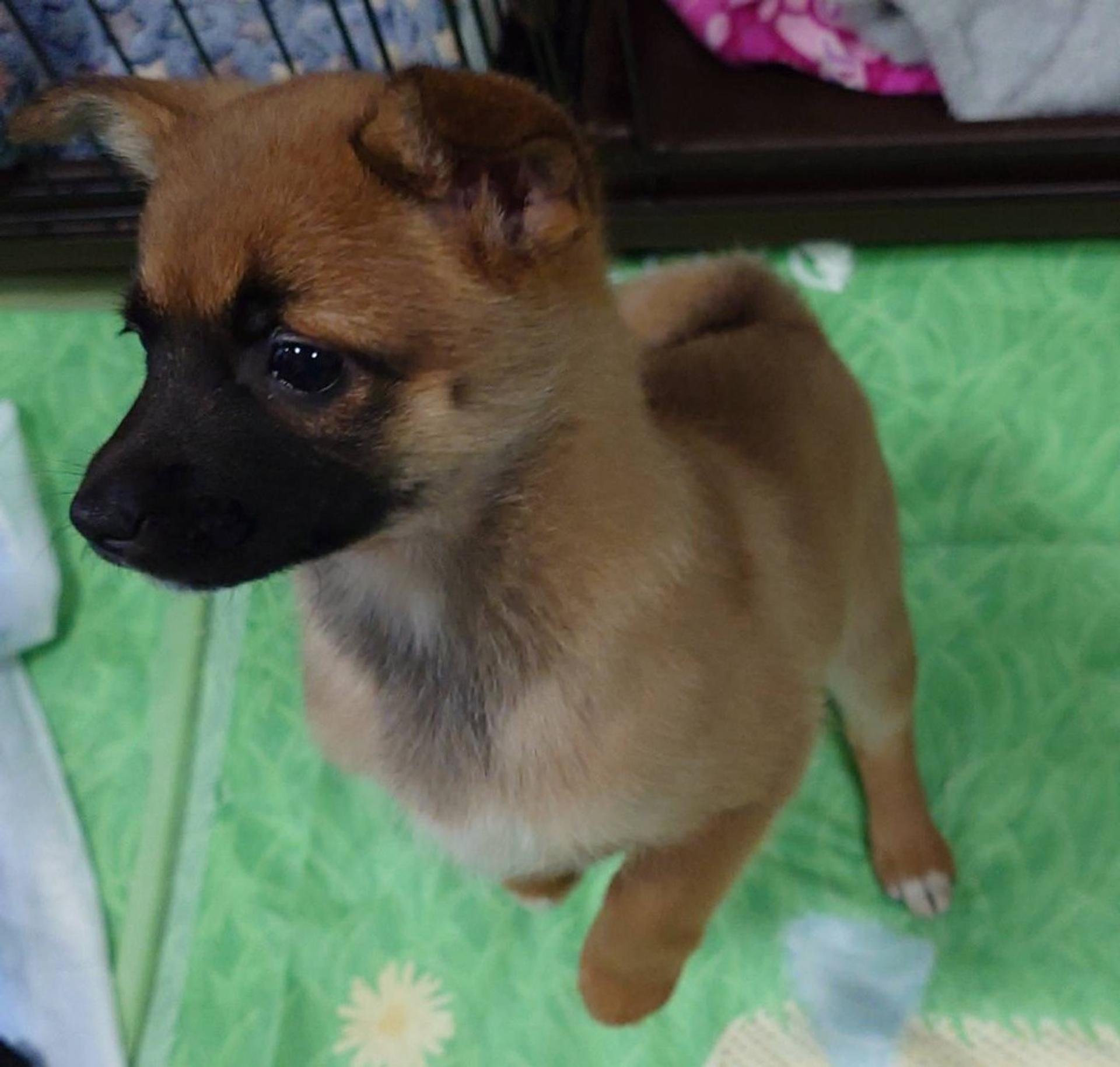pet-image-4