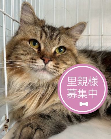 ラガマフィン・メスの里親募集の写真