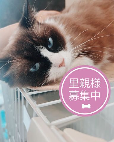 ラグドール・メスの里親募集の写真