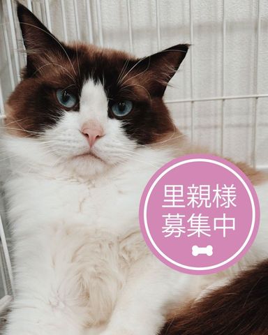 ラグドール・オスの里親募集の写真