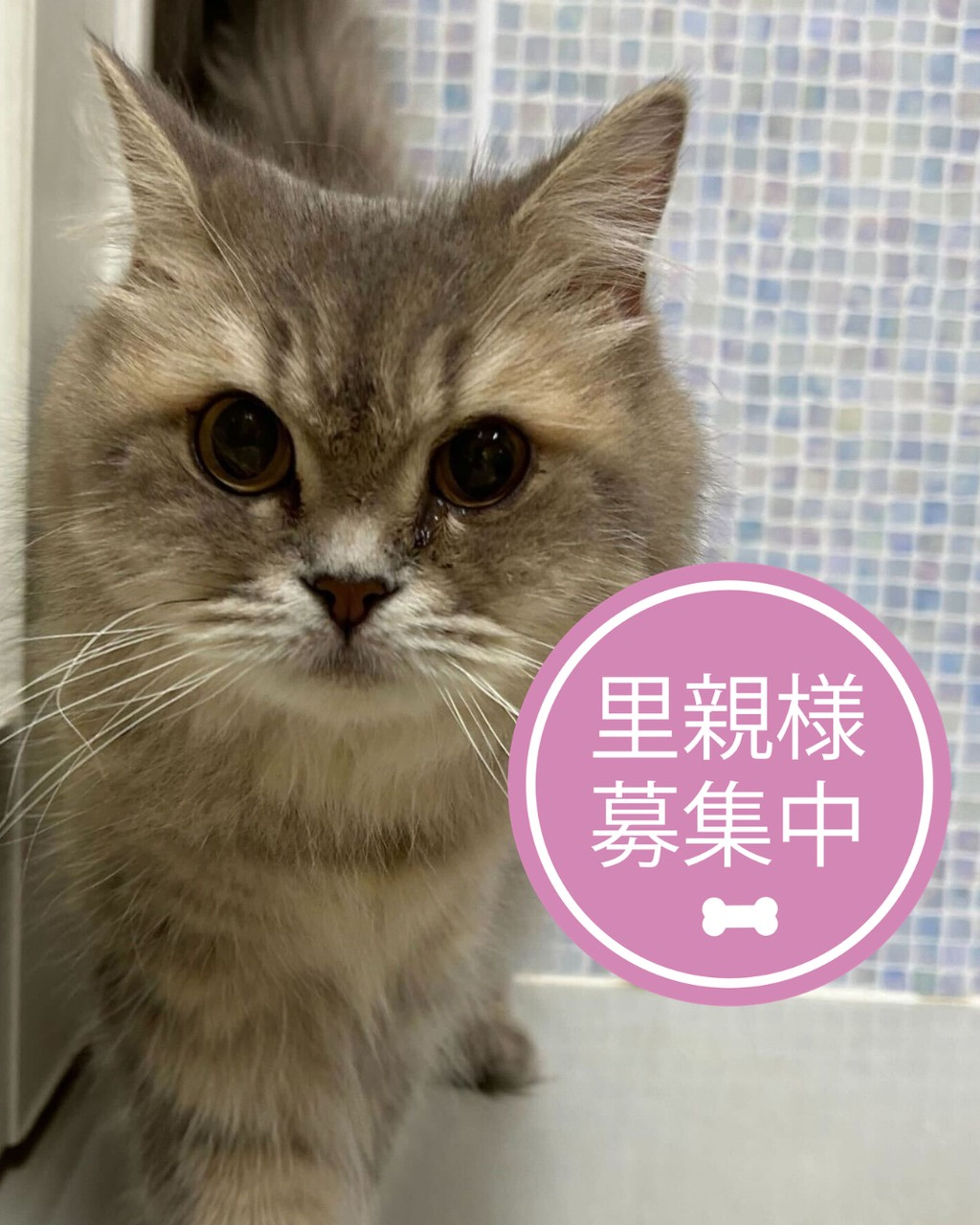 サイベリアン・メスの里親募集の写真