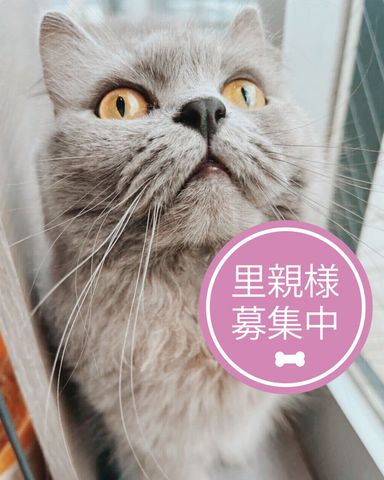 サイベリアン・メスの里親募集の写真