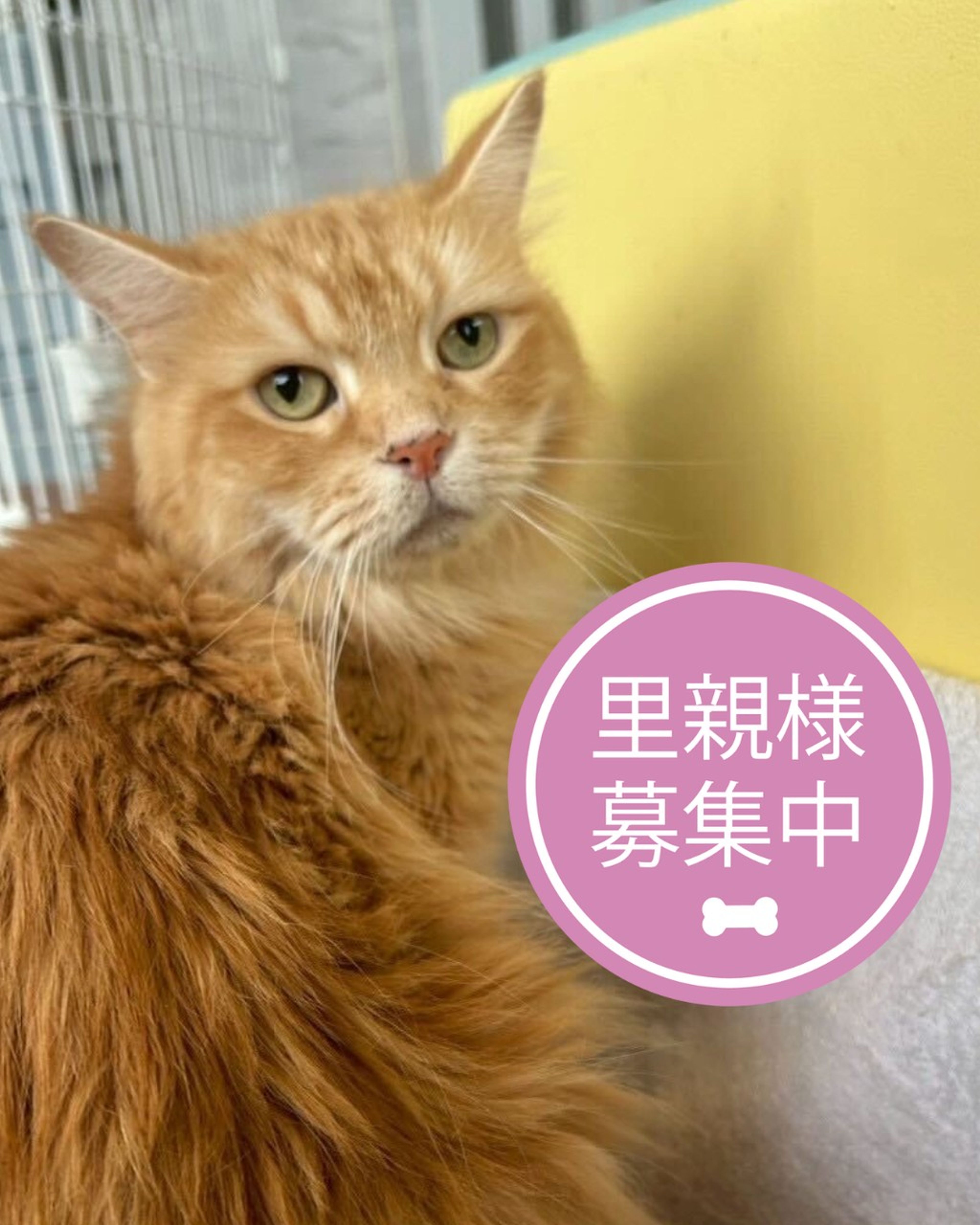 サイベリアン・メスの里親募集の写真