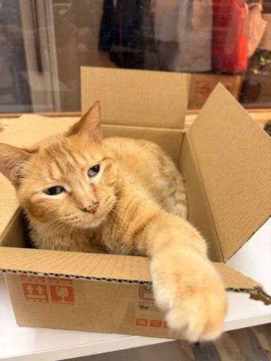 雑種（ミックス猫）・オスの里親募集の写真