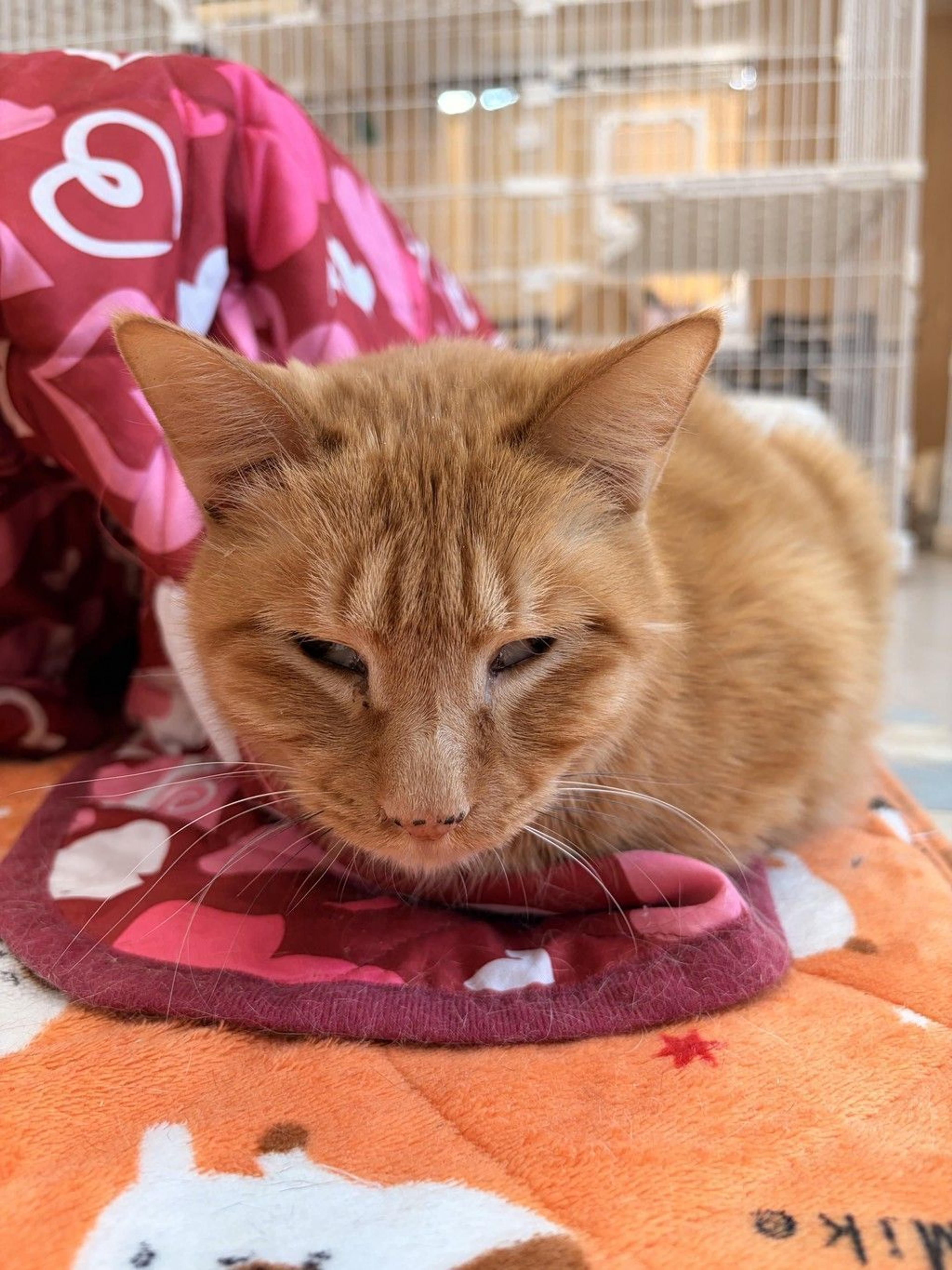 pet-image-5