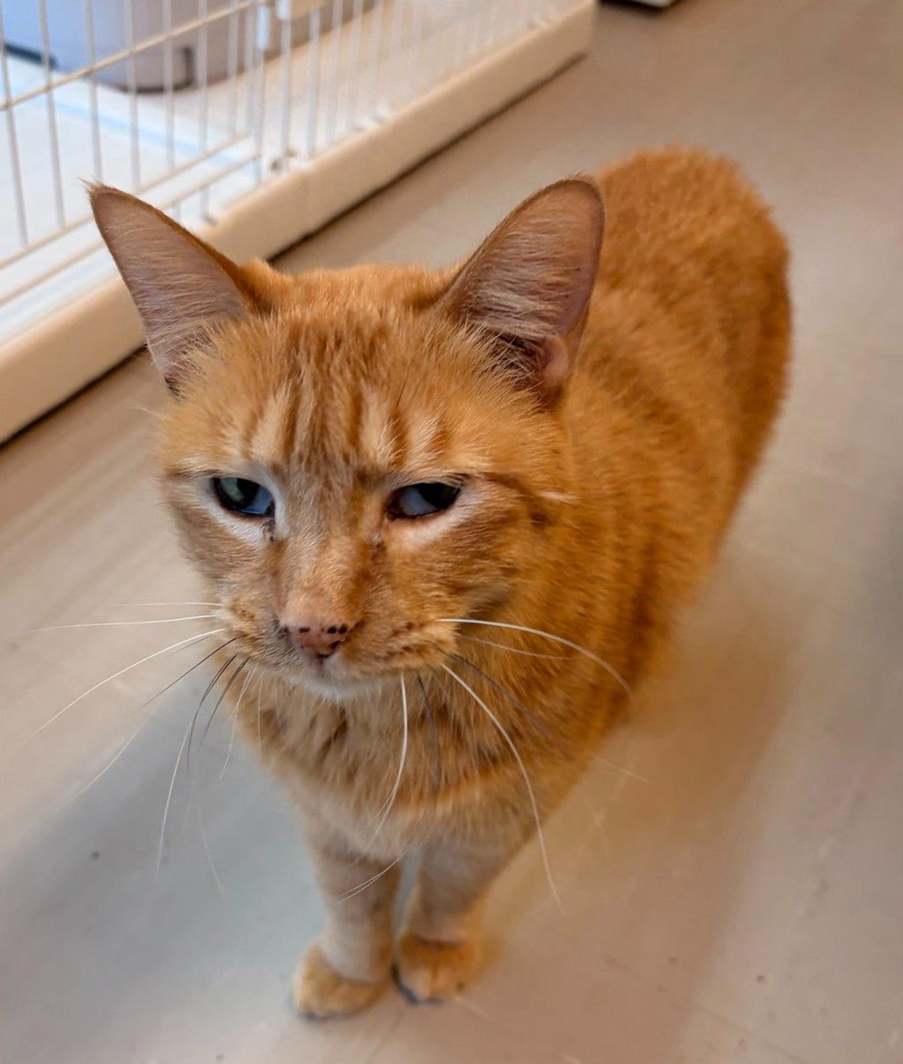 pet-image-6