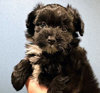 雑種（ミックス犬）・メスの里親募集の写真