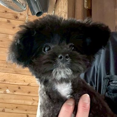 雑種（ミックス犬）・メスの里親募集の写真