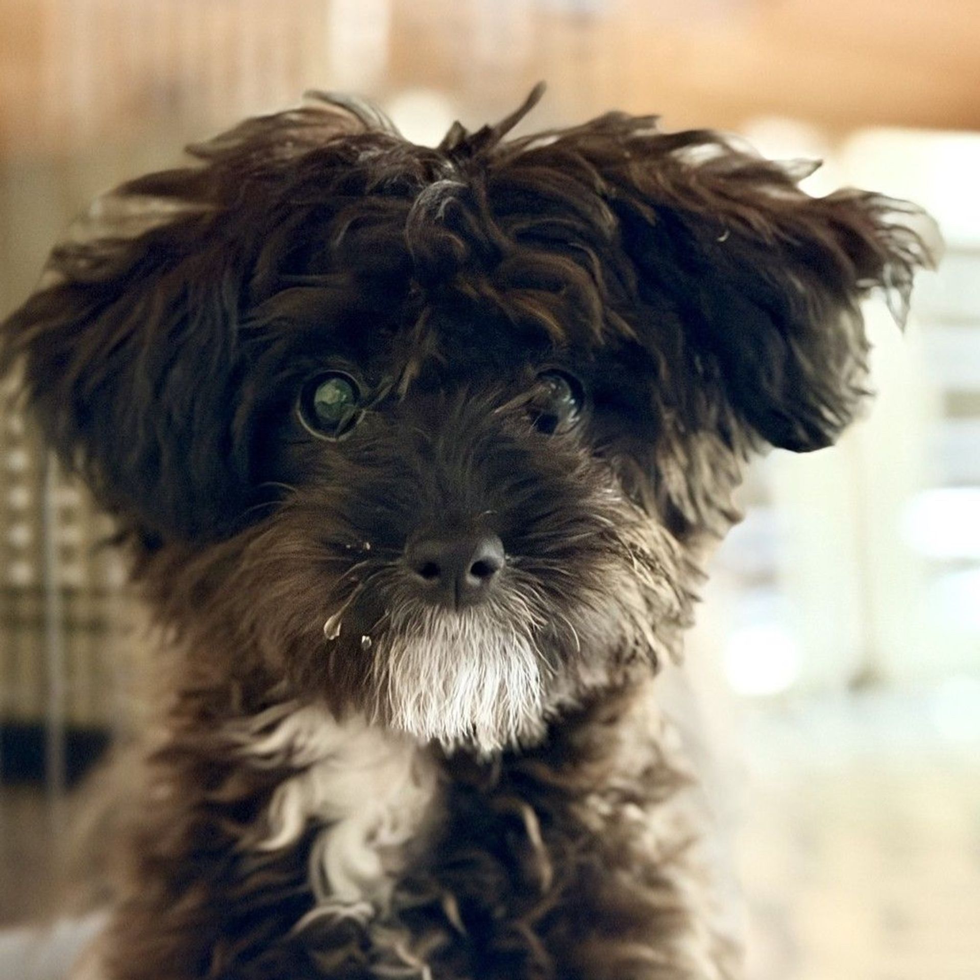 雑種（ミックス犬）・メスの里親募集の写真