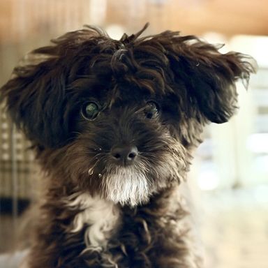 雑種（ミックス犬）・メスの里親募集の写真