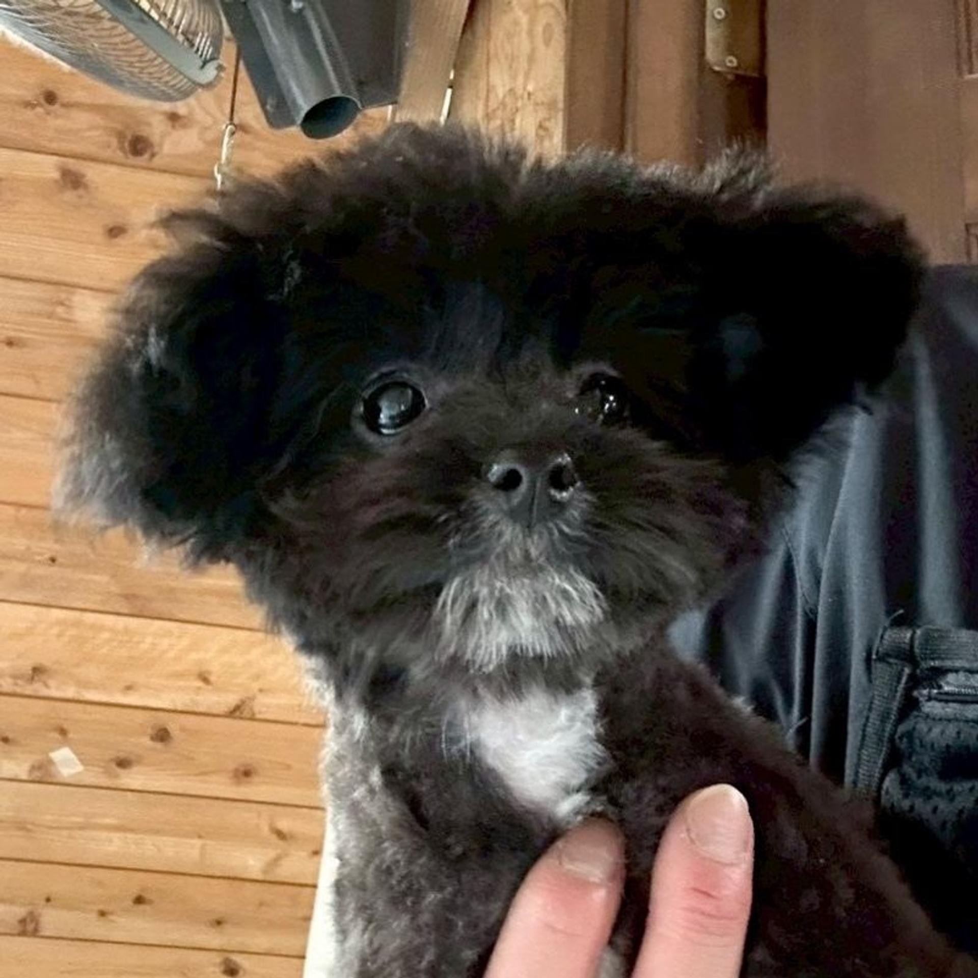 pet-image-4