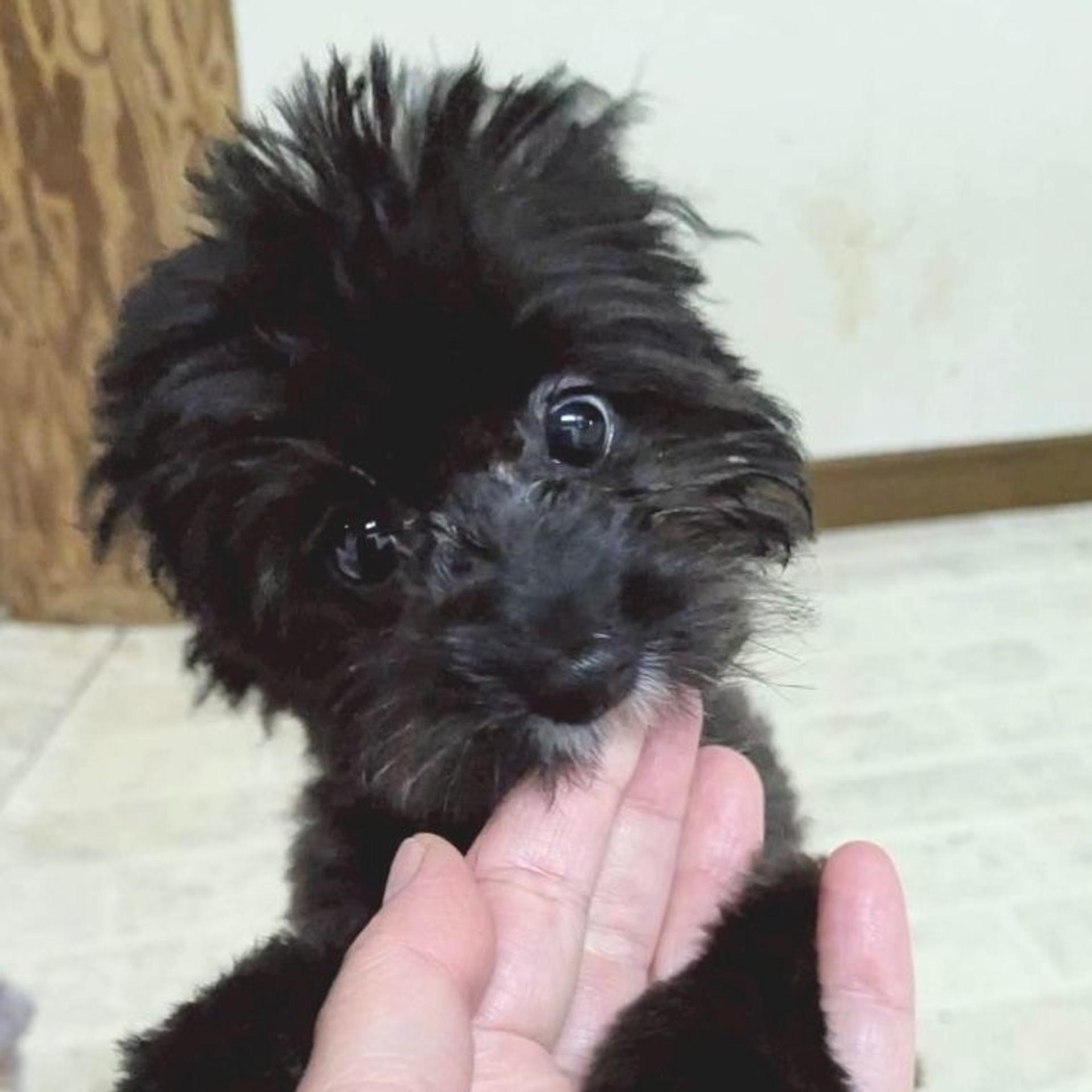 pet-image-5