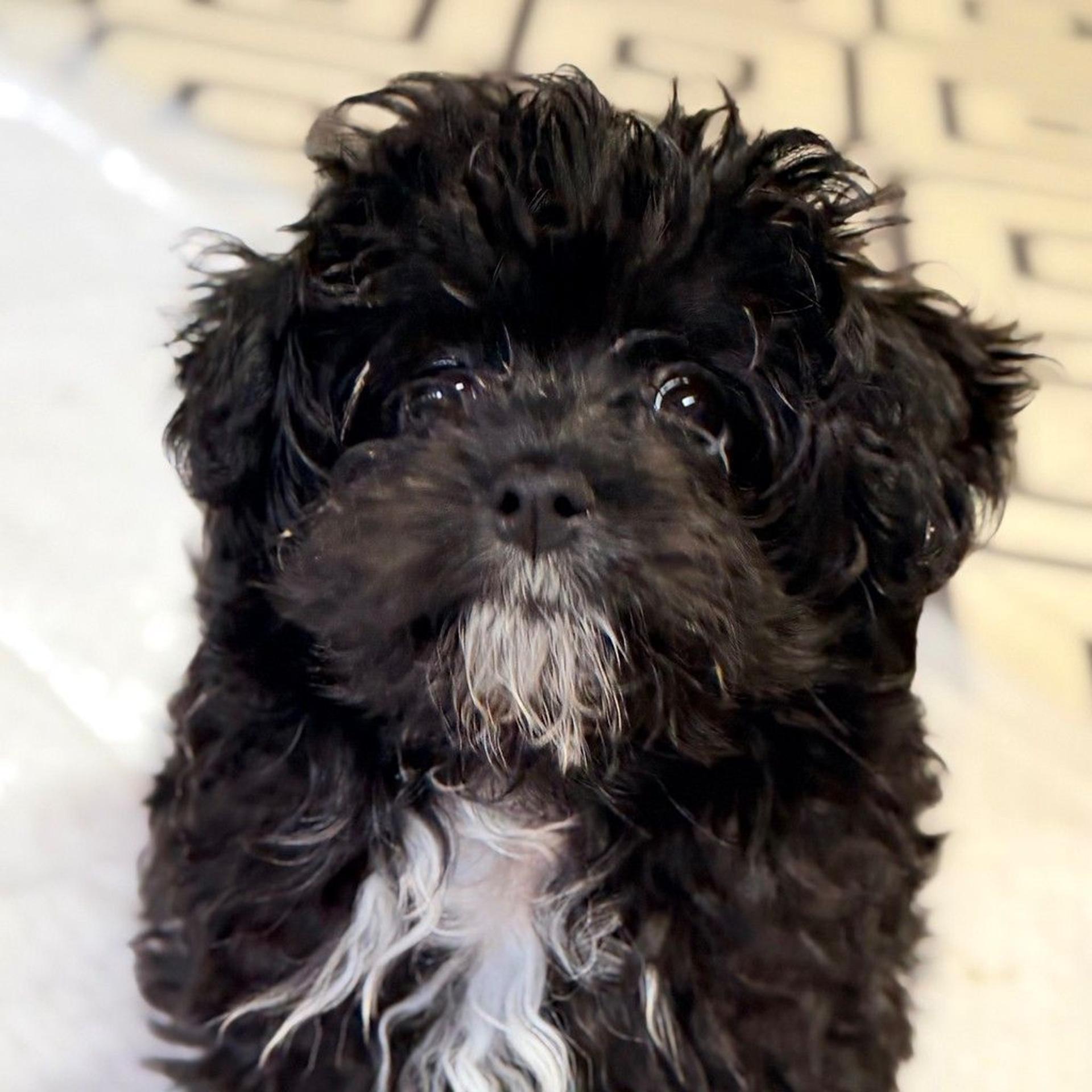 pet-image-6