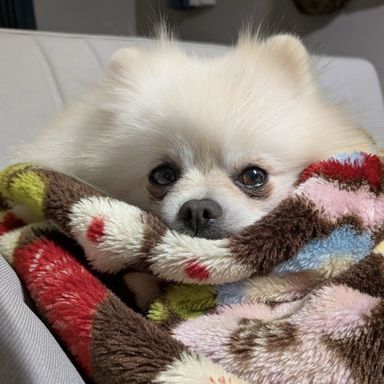 ポメラニアン・オスの里親募集の写真