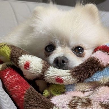 ポメラニアン・オスの里親募集の写真