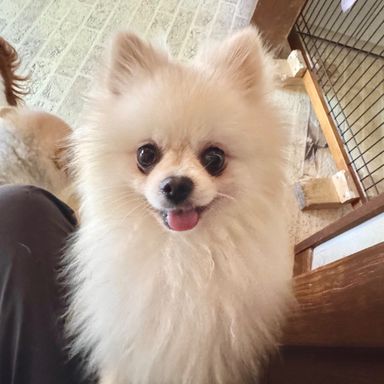 ポメラニアン・オスの里親募集の写真