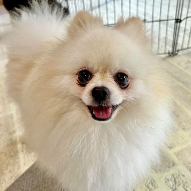 ポメラニアン・オスの里親募集の写真