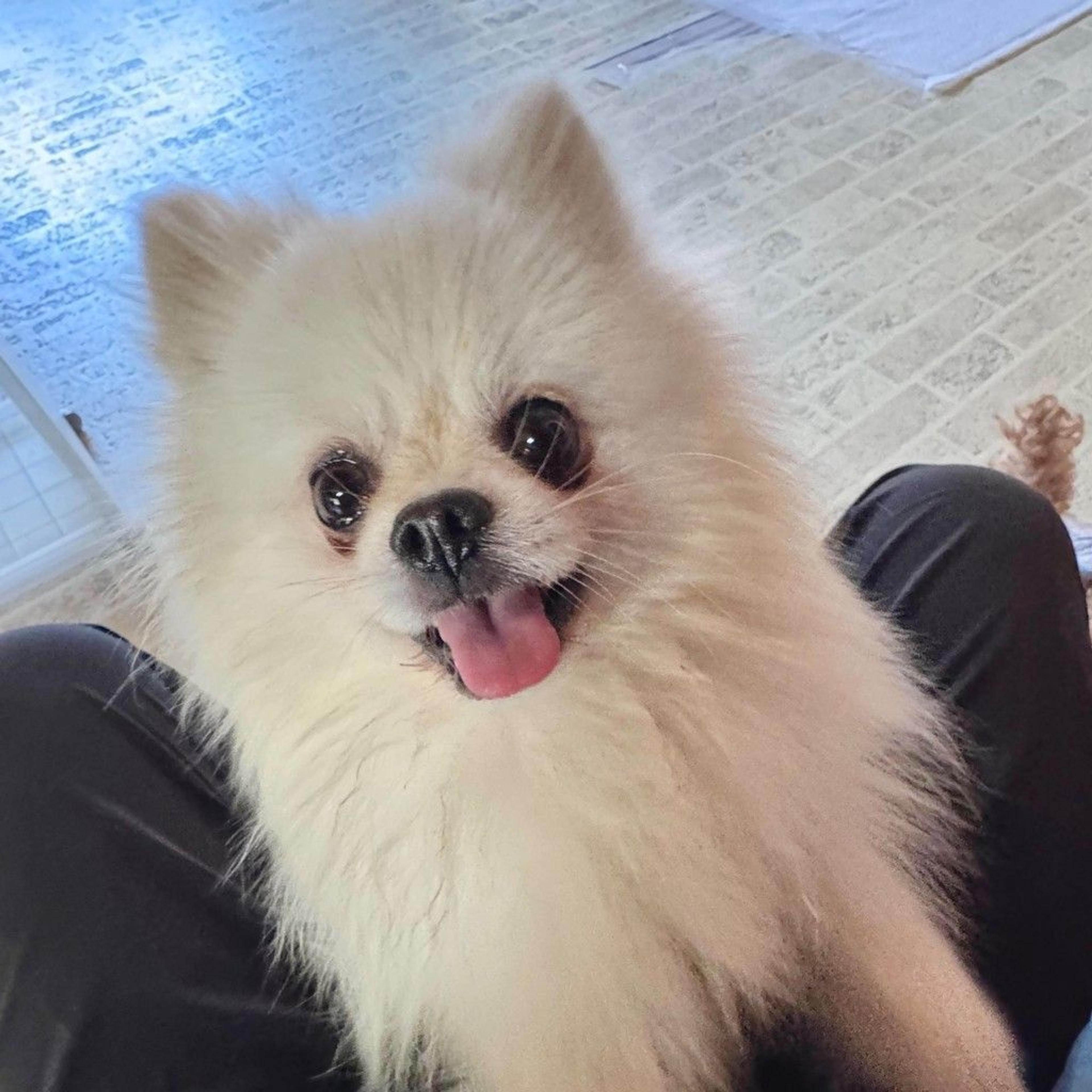 pet-image-3