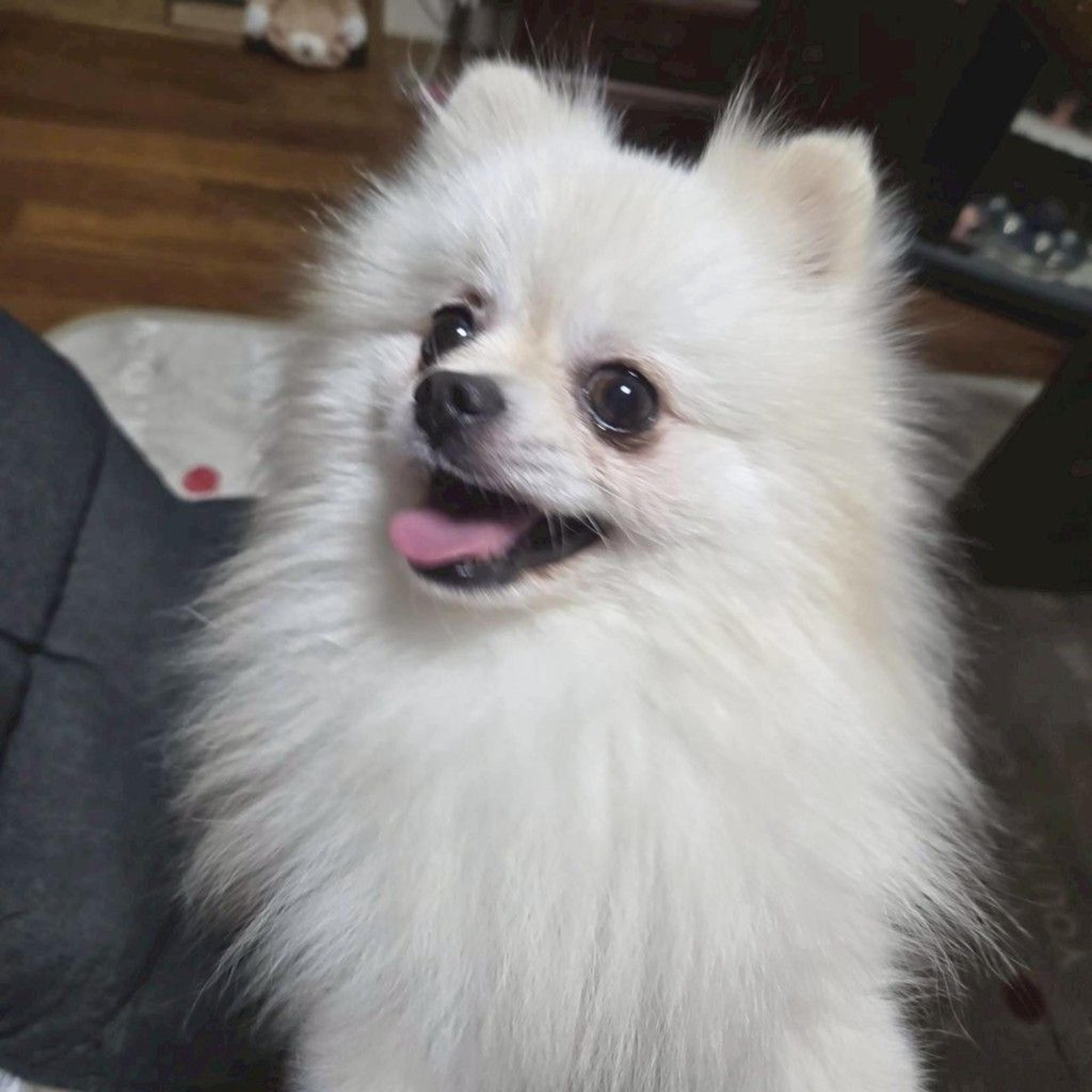 pet-image-5