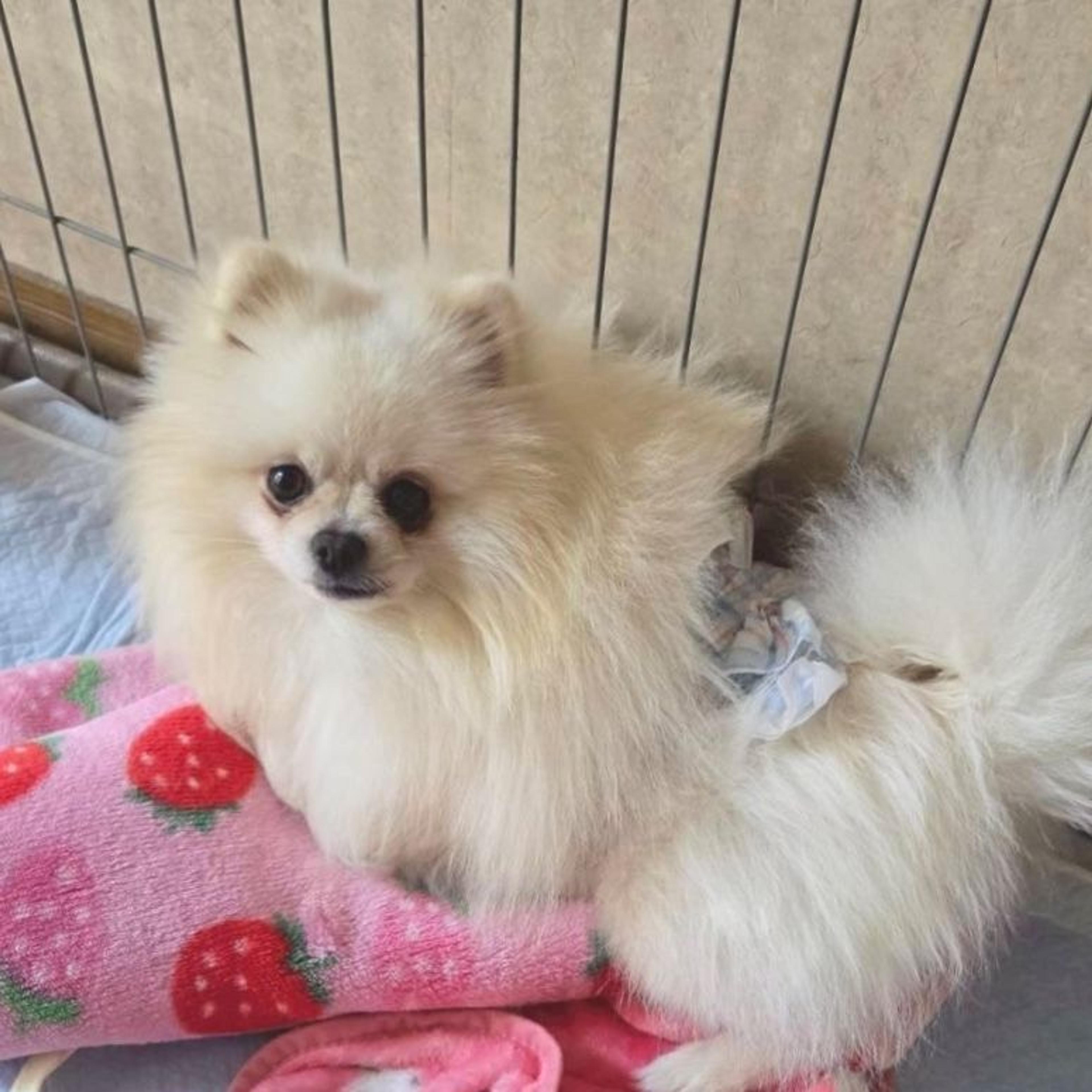 pet-image-6